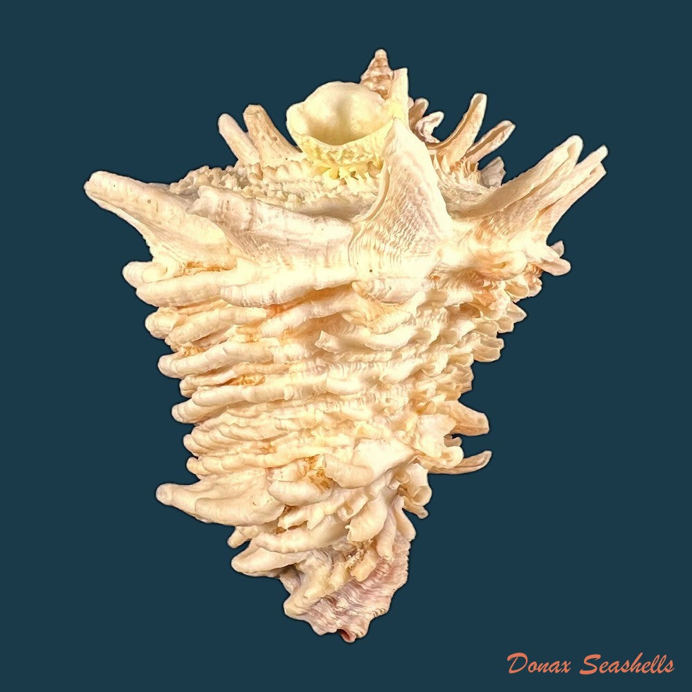 copia-de-vasum-cassiforme-kiener-1840-110-7mm
