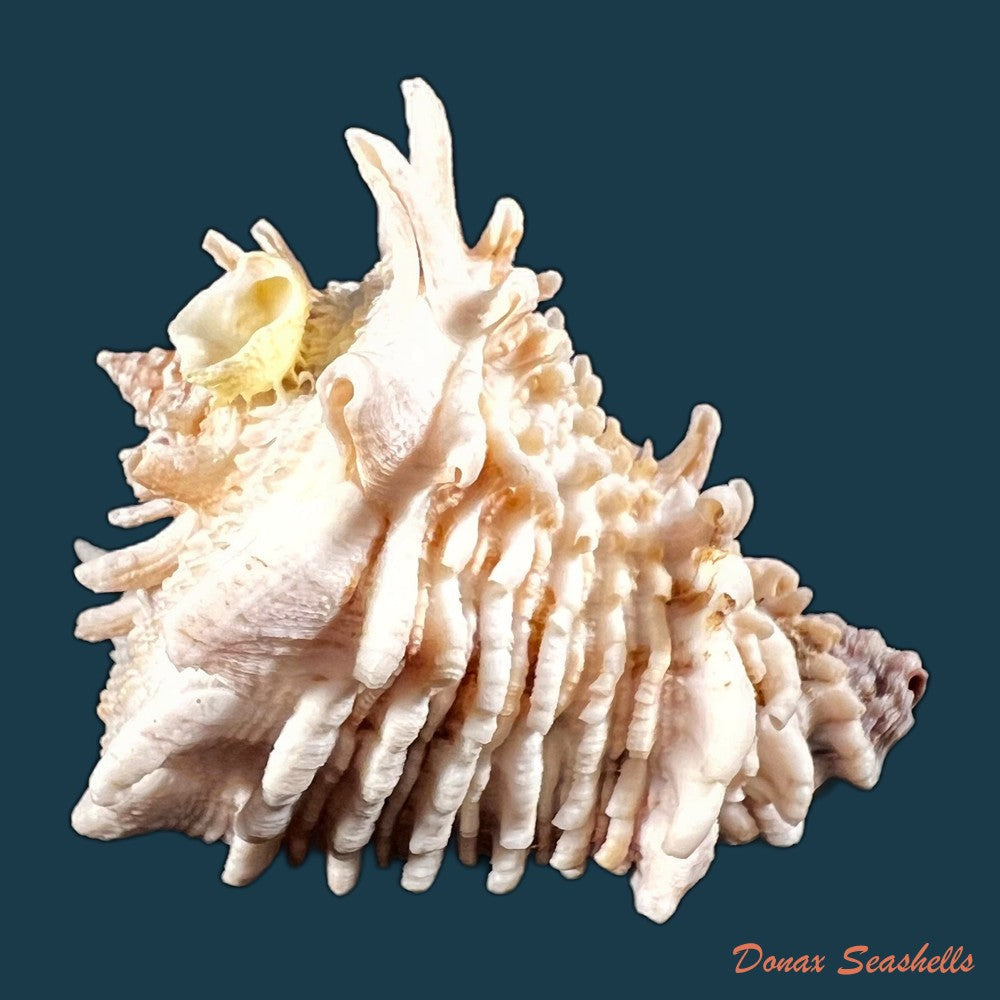 copia-de-vasum-cassiforme-kiener-1840-110-7mm