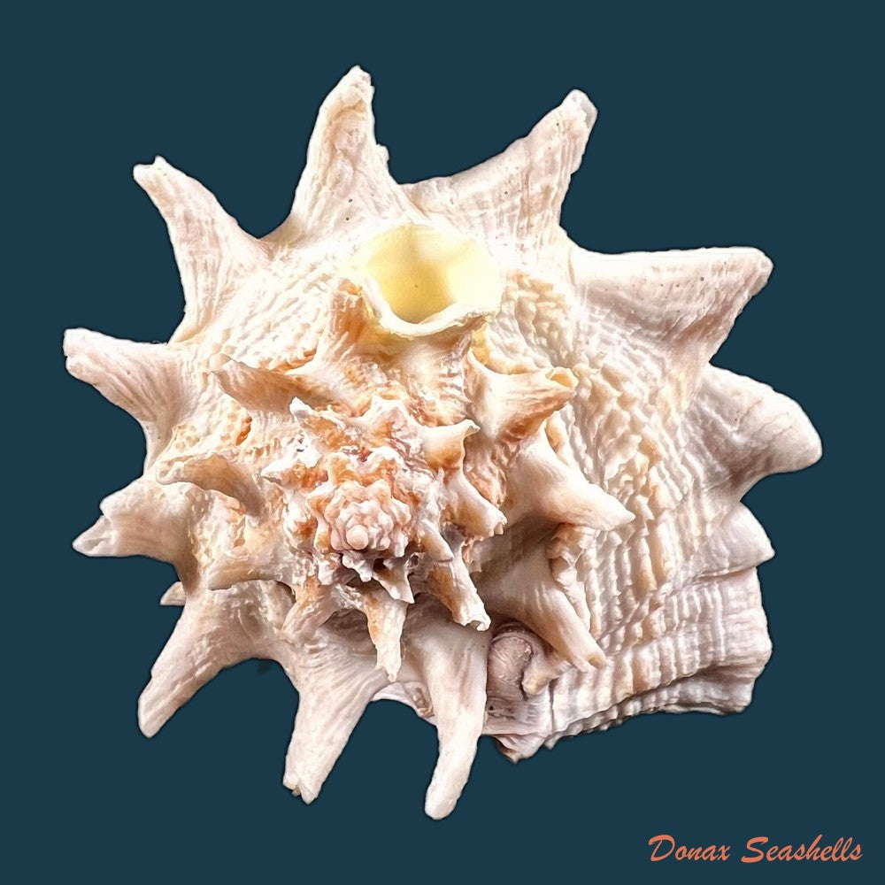 copia-de-vasum-cassiforme-kiener-1840-110-7mm