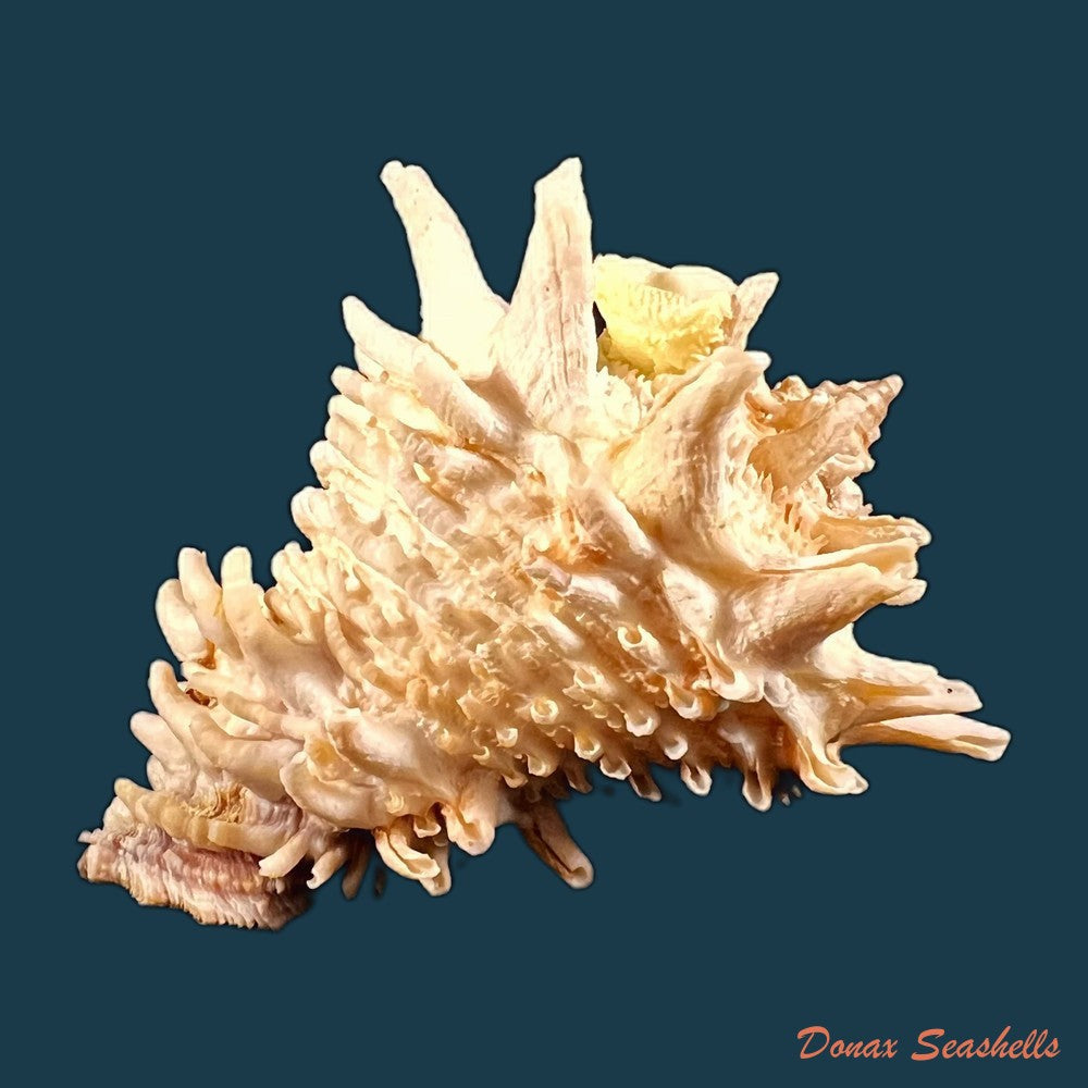 copia-de-vasum-cassiforme-kiener-1840-110-7mm