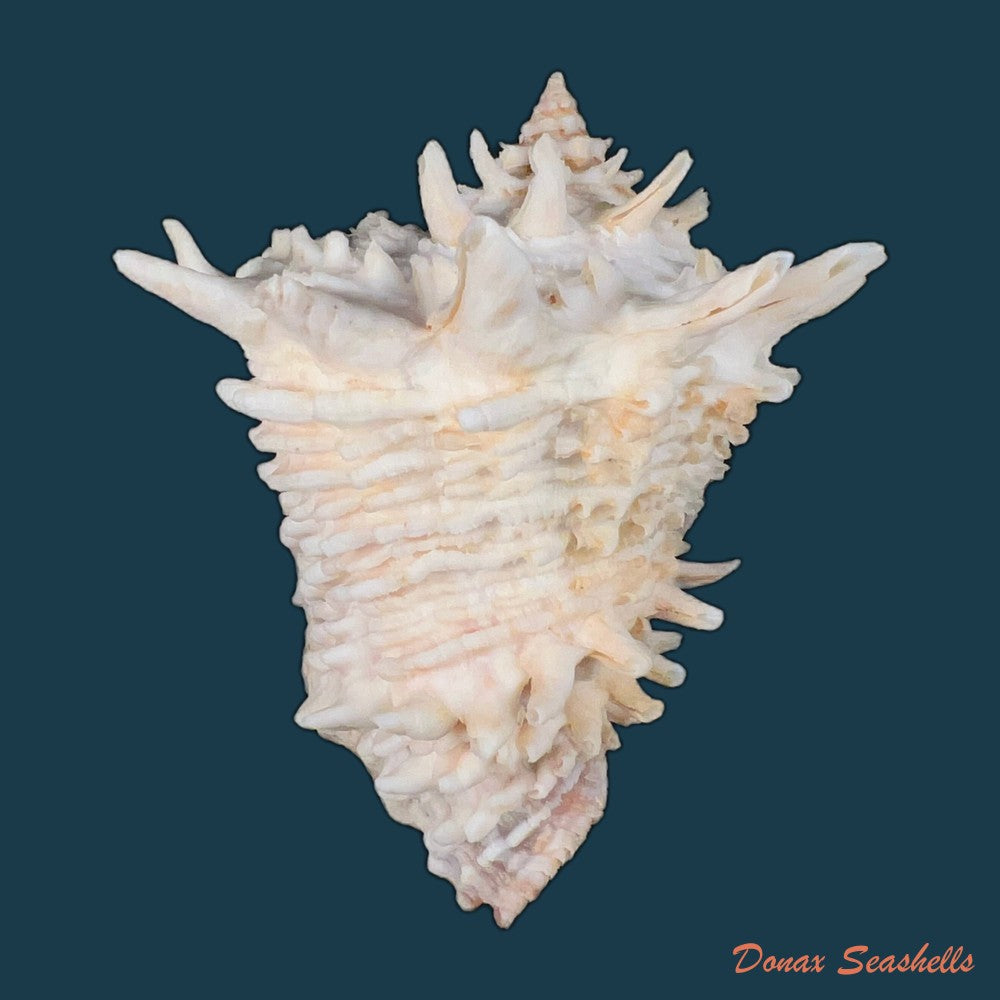 copia-de-vasum-cassiforme-kiener-1840-113-1mm