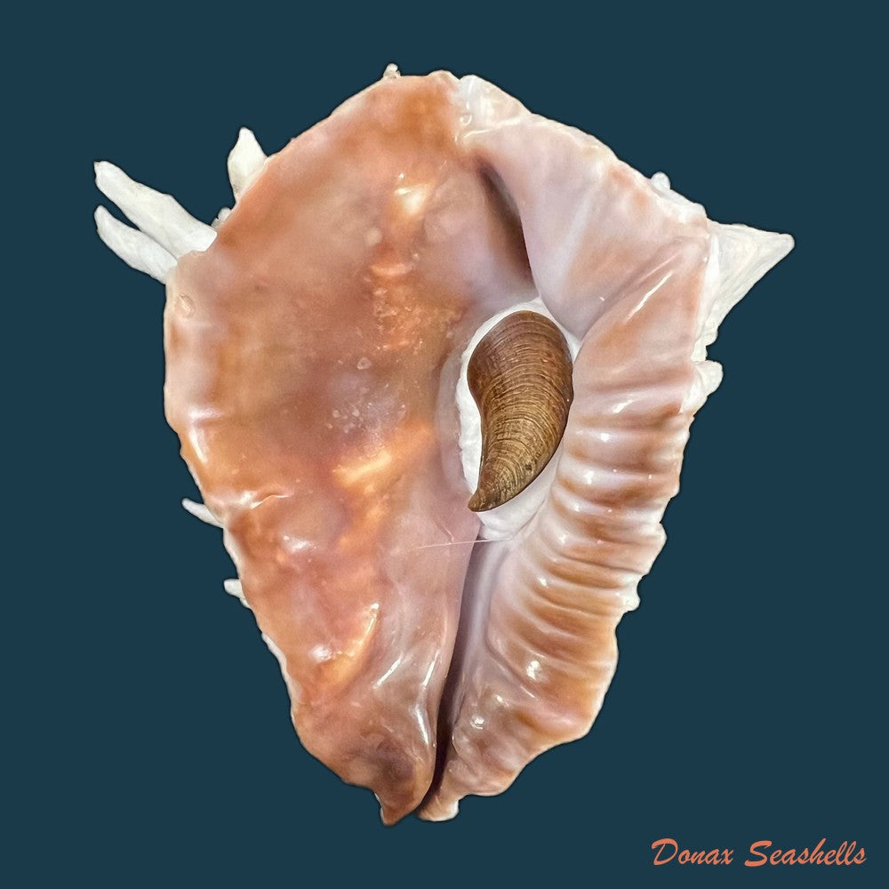 copia-de-vasum-cassiforme-kiener-1840-113-1mm