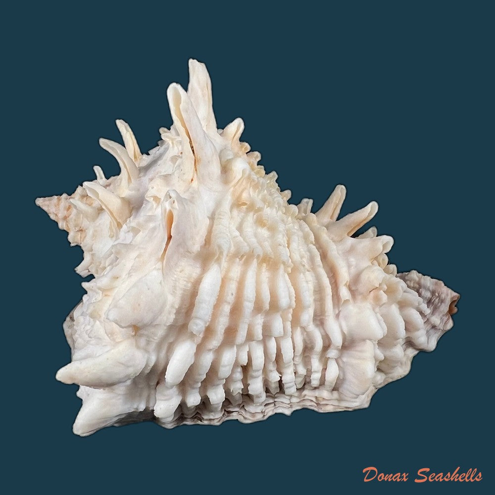 copia-de-vasum-cassiforme-kiener-1840-113-1mm