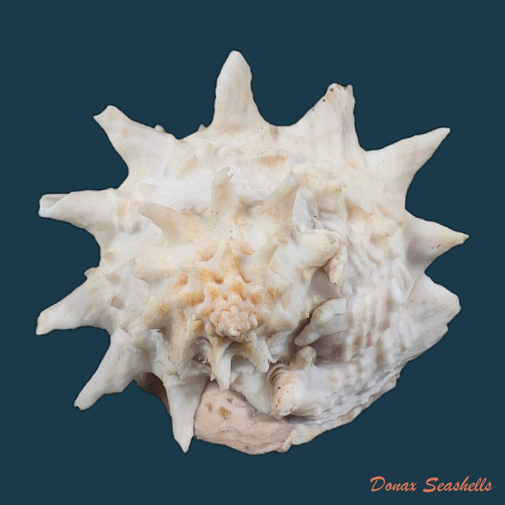 copia-de-vasum-cassiforme-kiener-1840-113-1mm