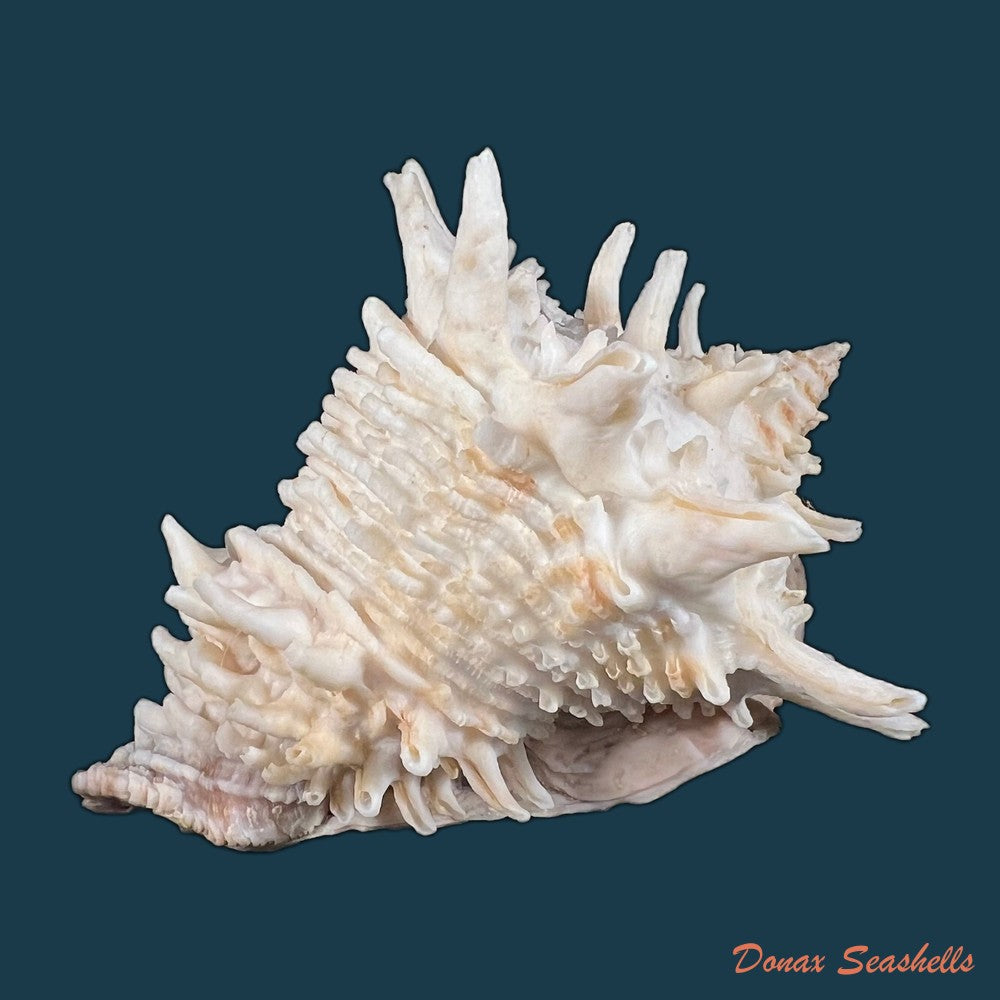 copia-de-vasum-cassiforme-kiener-1840-113-1mm