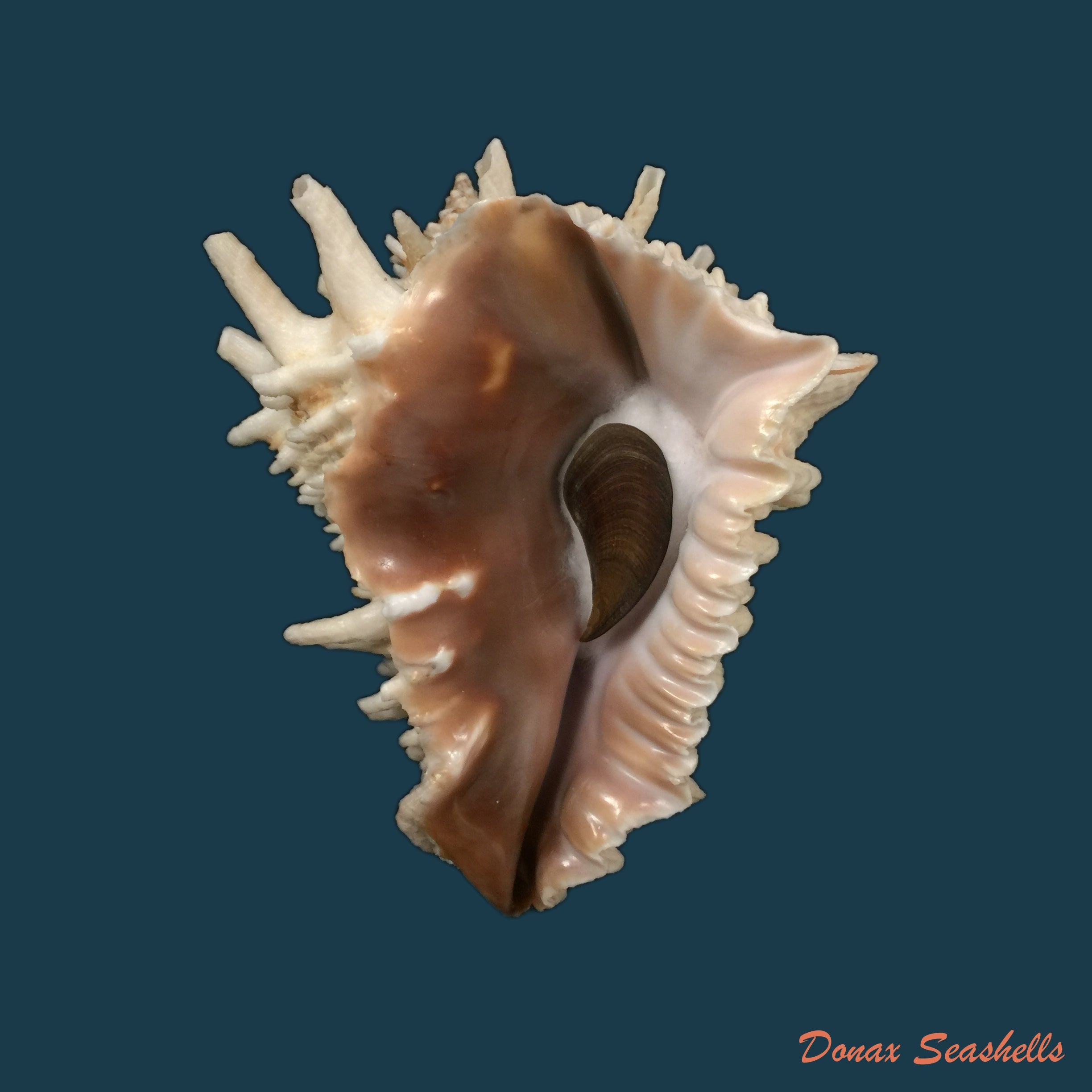 copia-de-vasum-cassiforme-kiener-1840-96-1mm-1