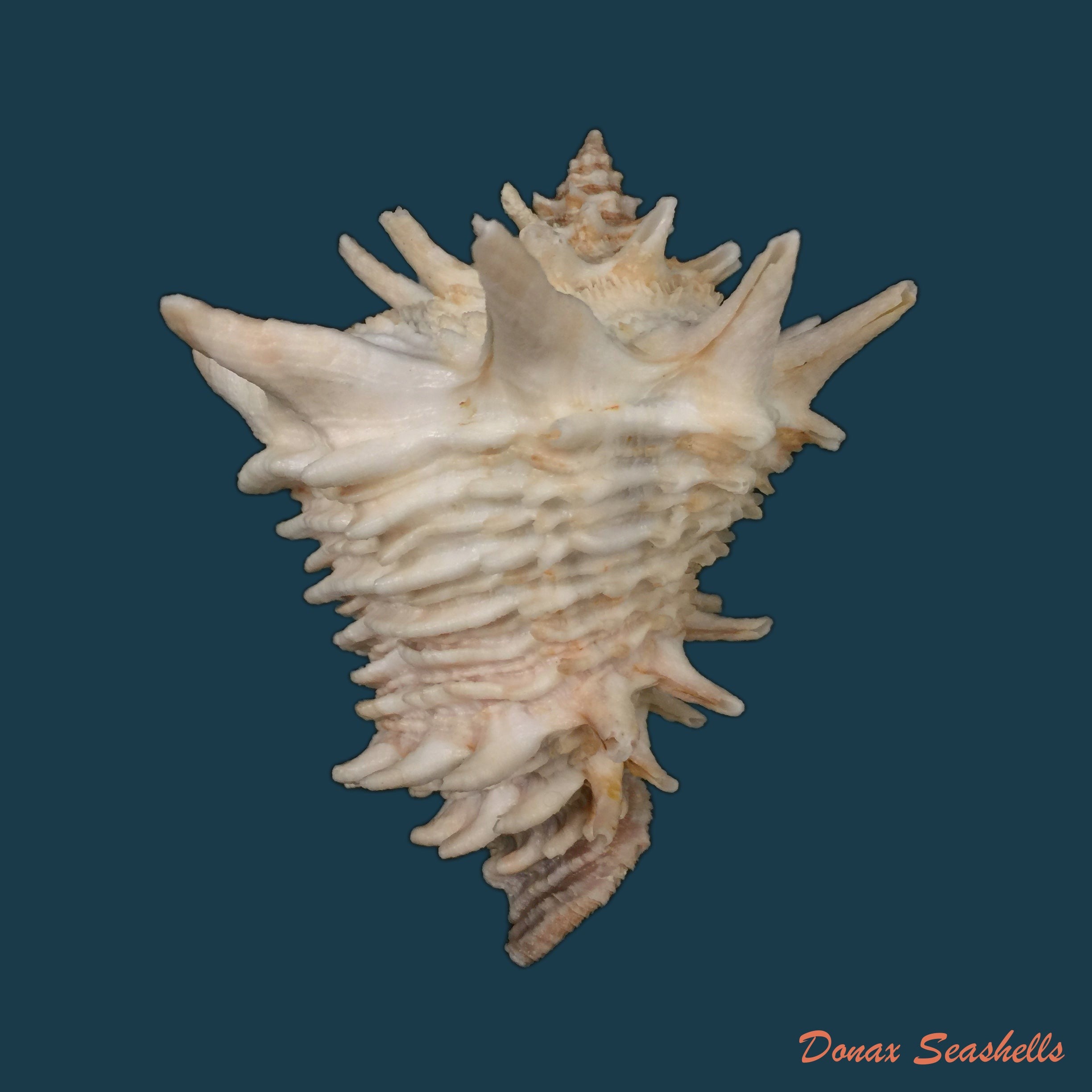 copia-de-vasum-cassiforme-kiener-1840-96-1mm-1