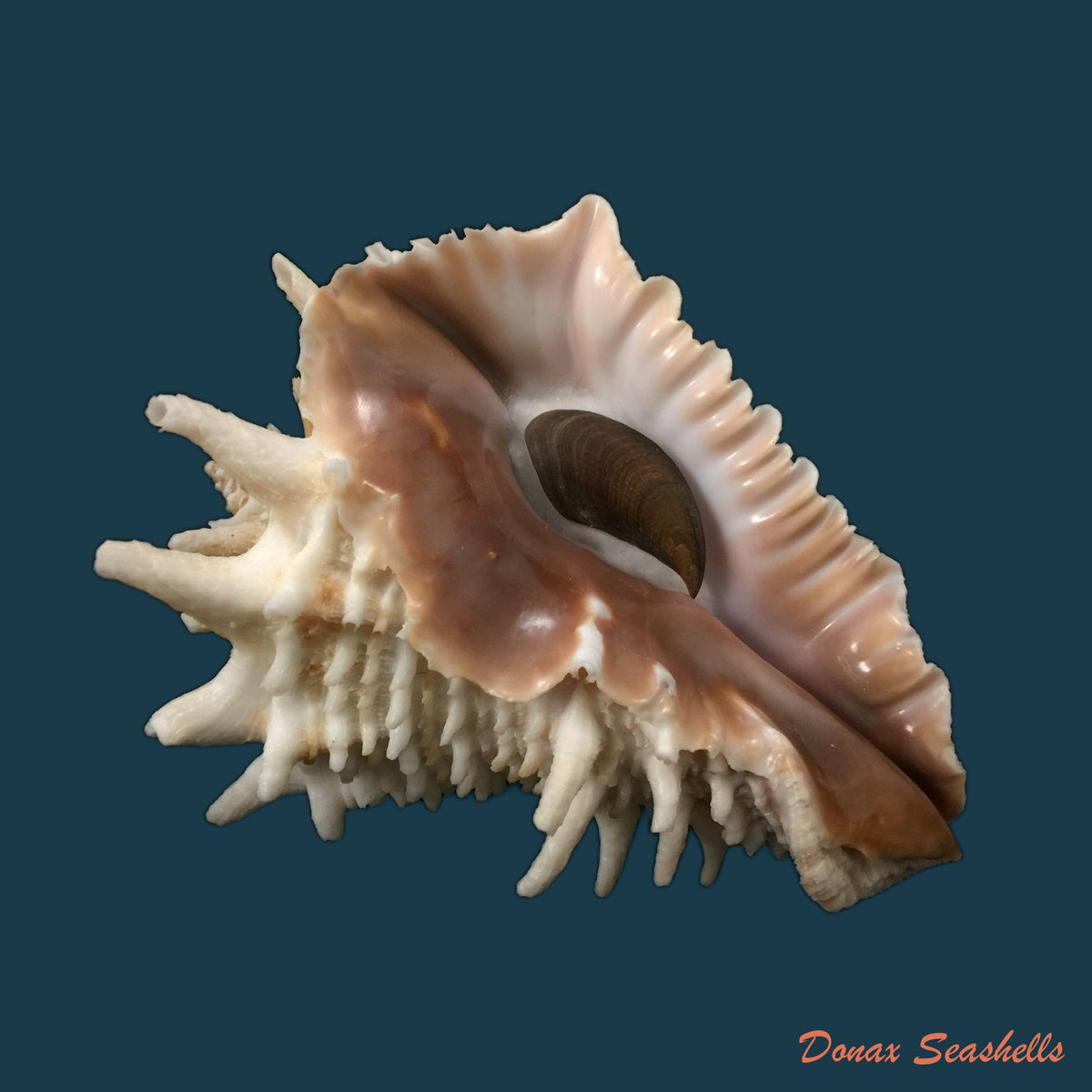 copia-de-vasum-cassiforme-kiener-1840-96-1mm-1