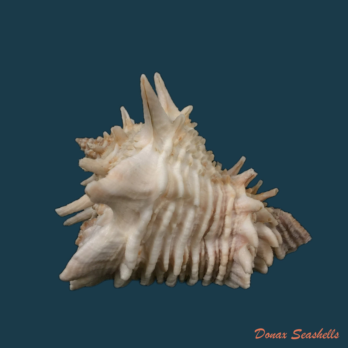 copia-de-vasum-cassiforme-kiener-1840-96-1mm-1