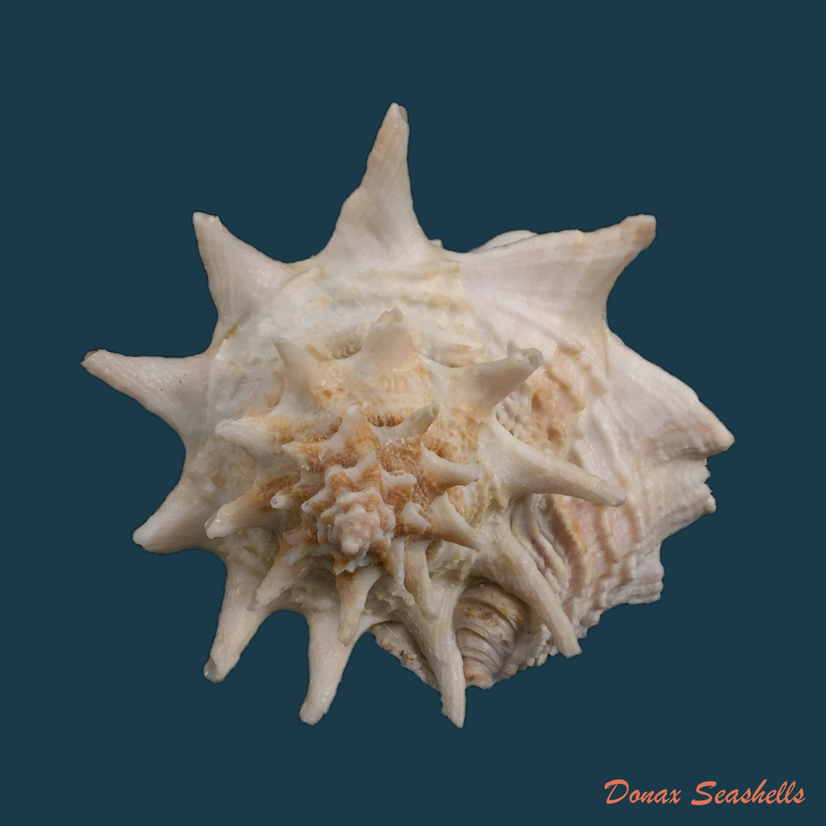 copia-de-vasum-cassiforme-kiener-1840-96-1mm-1