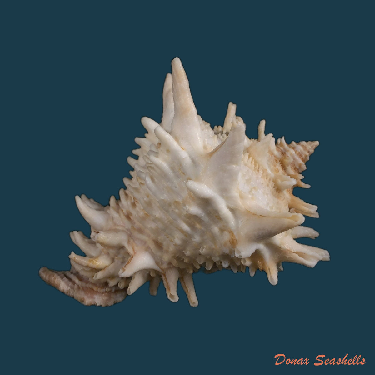 copia-de-vasum-cassiforme-kiener-1840-96-1mm-1