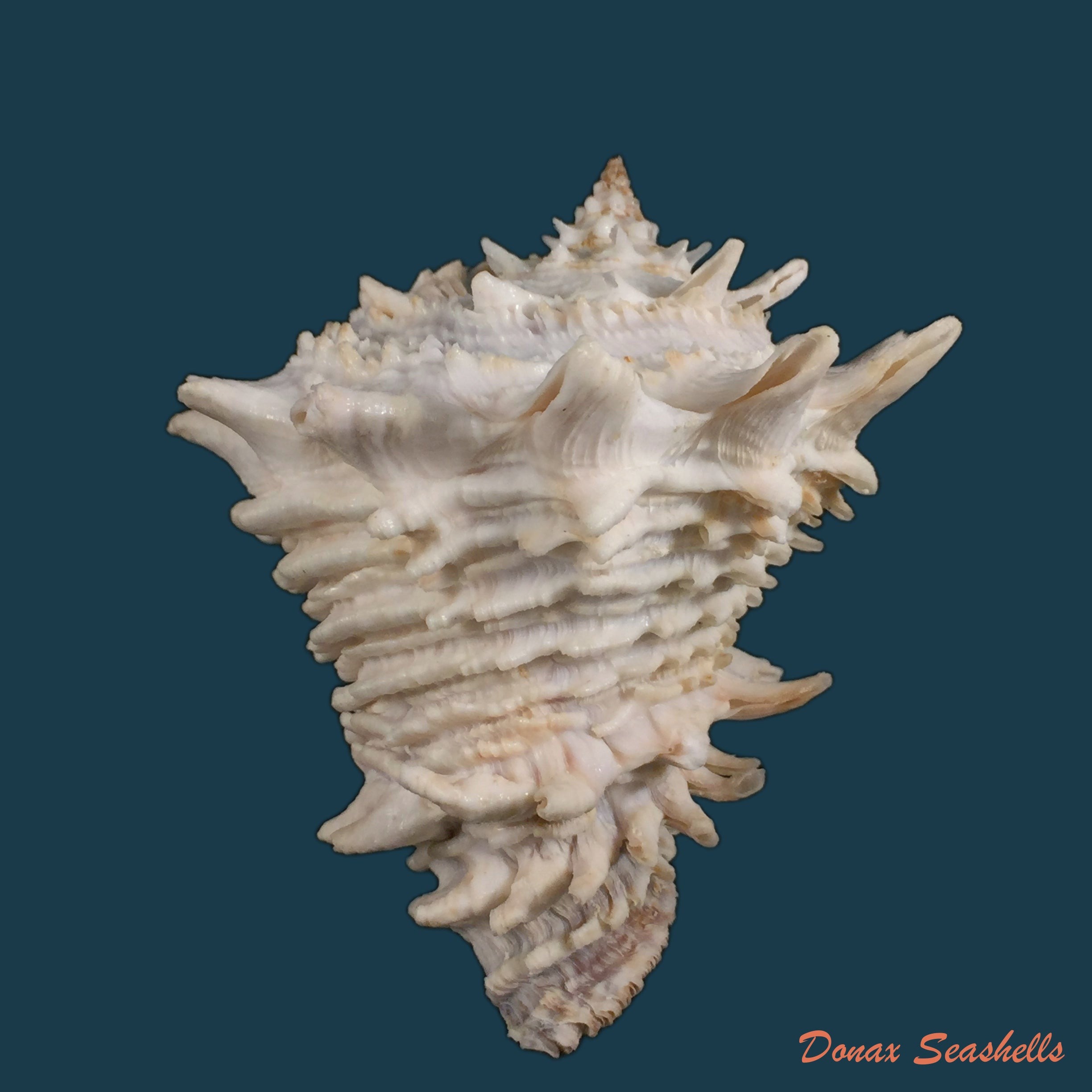 copia-de-vasum-cassiforme-kiener-1845