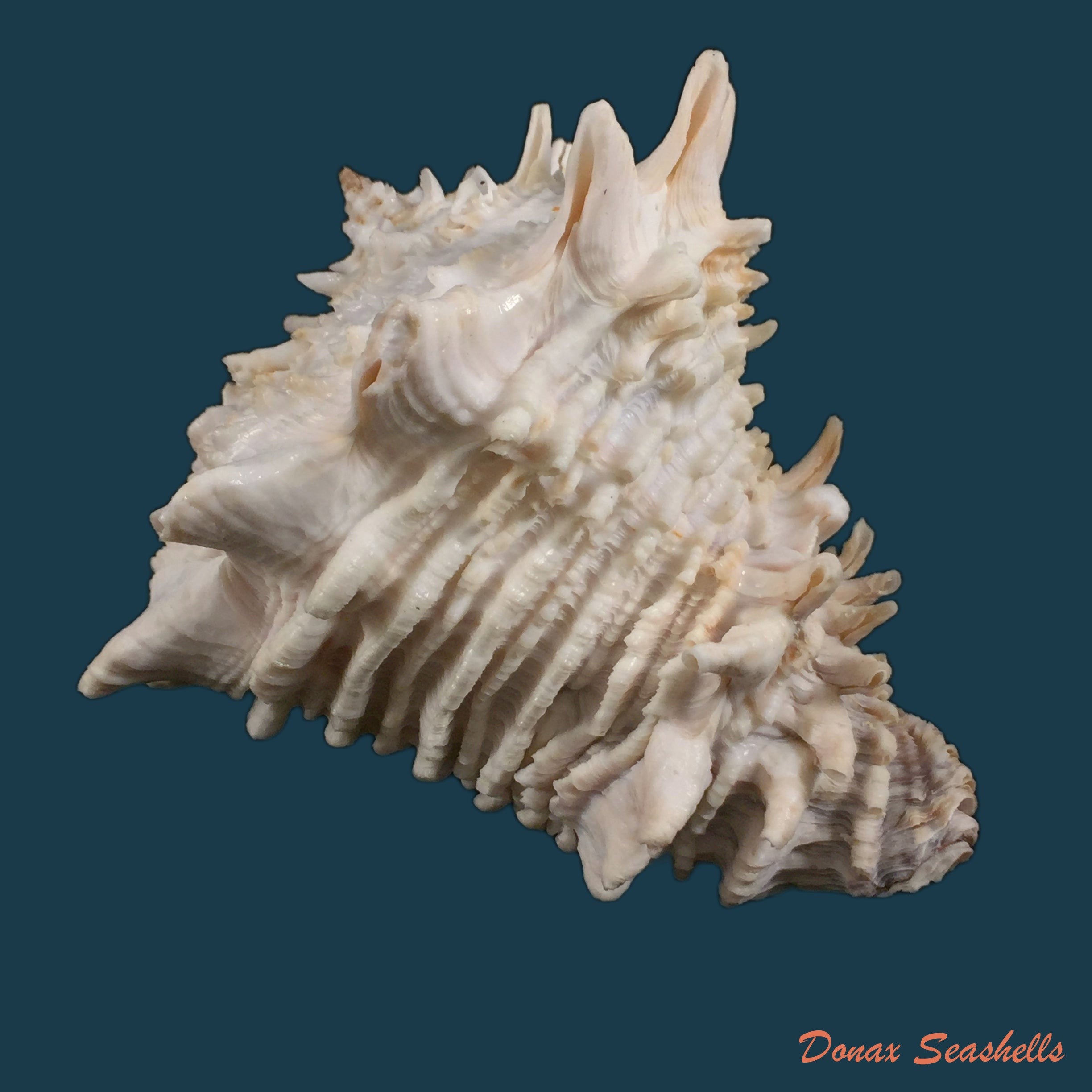 copia-de-vasum-cassiforme-kiener-1845