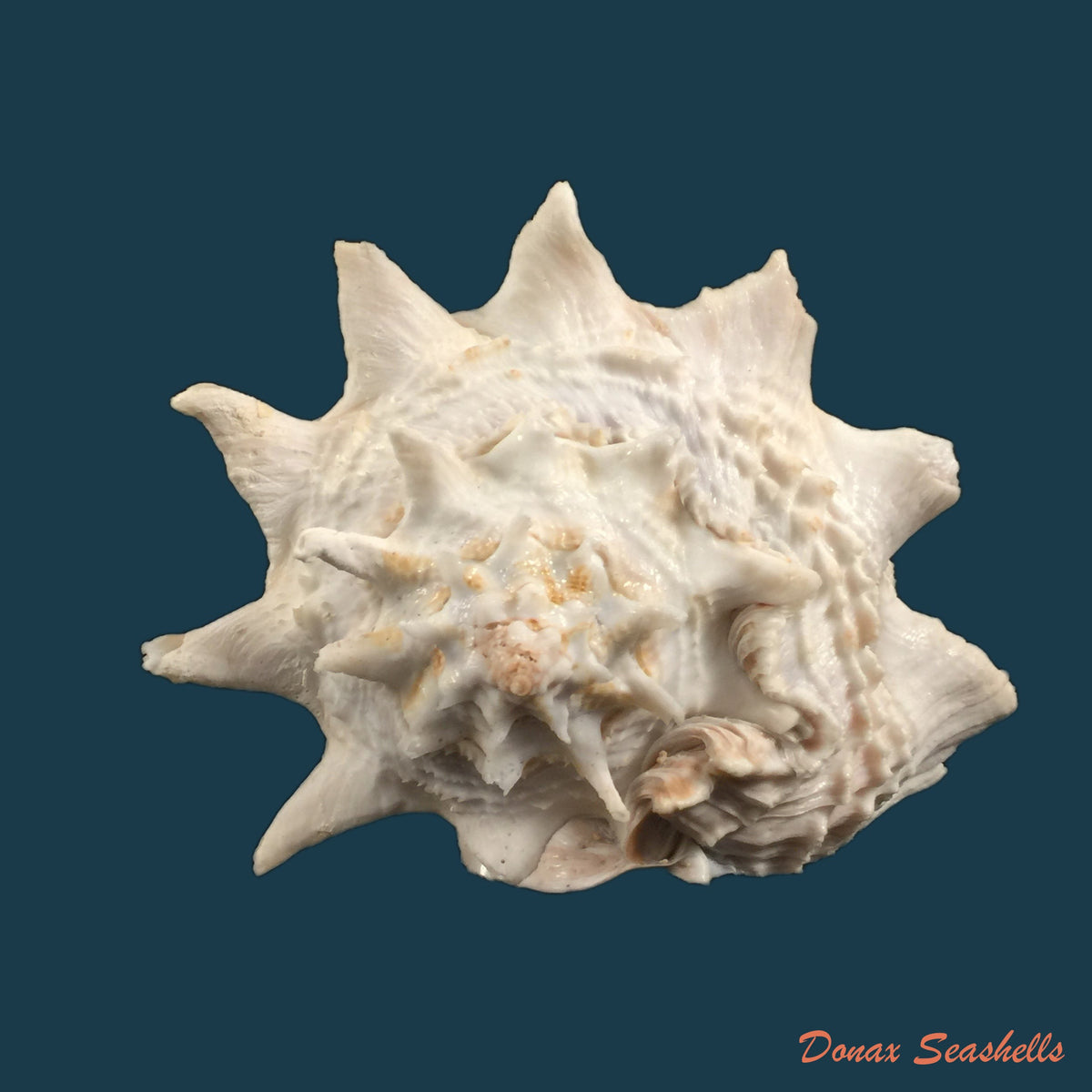copia-de-vasum-cassiforme-kiener-1845