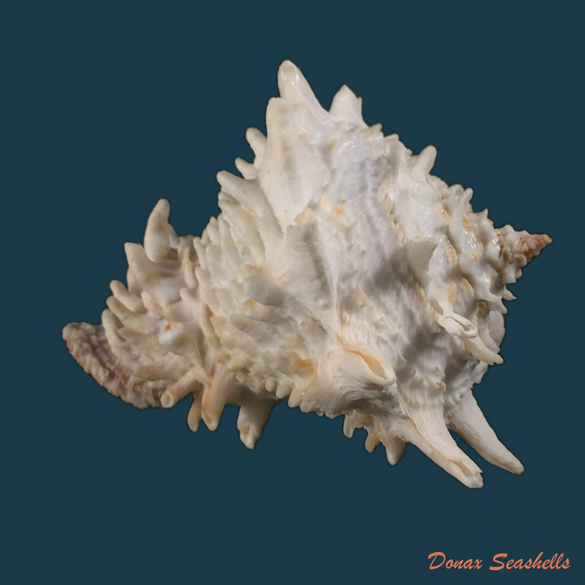 copia-de-vasum-cassiforme-kiener-1845