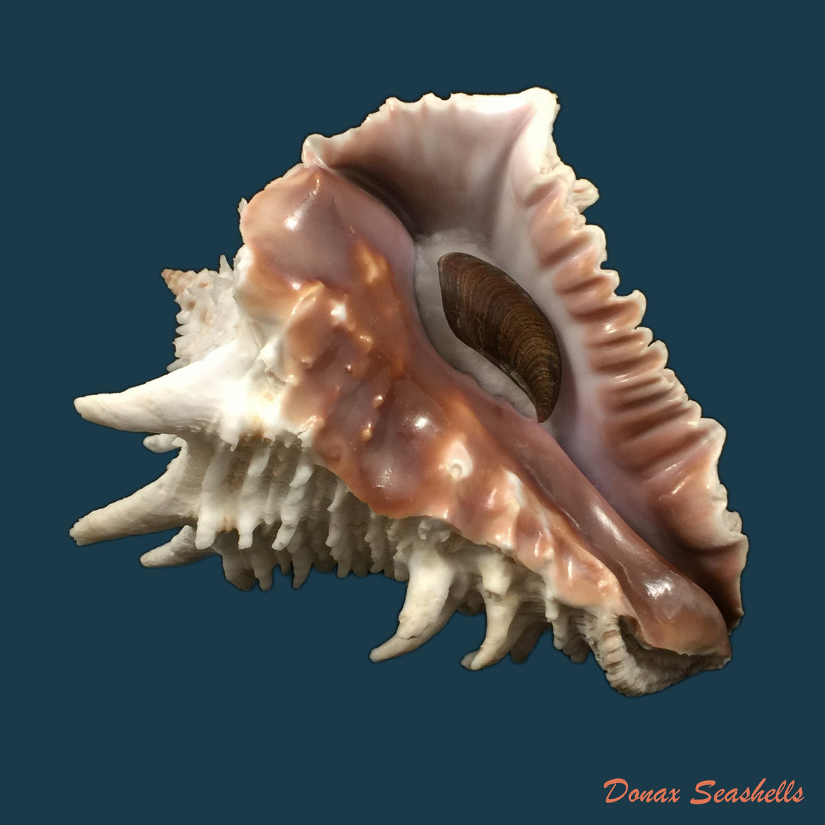 copia-de-vasum-cassiforme-kiener-1845