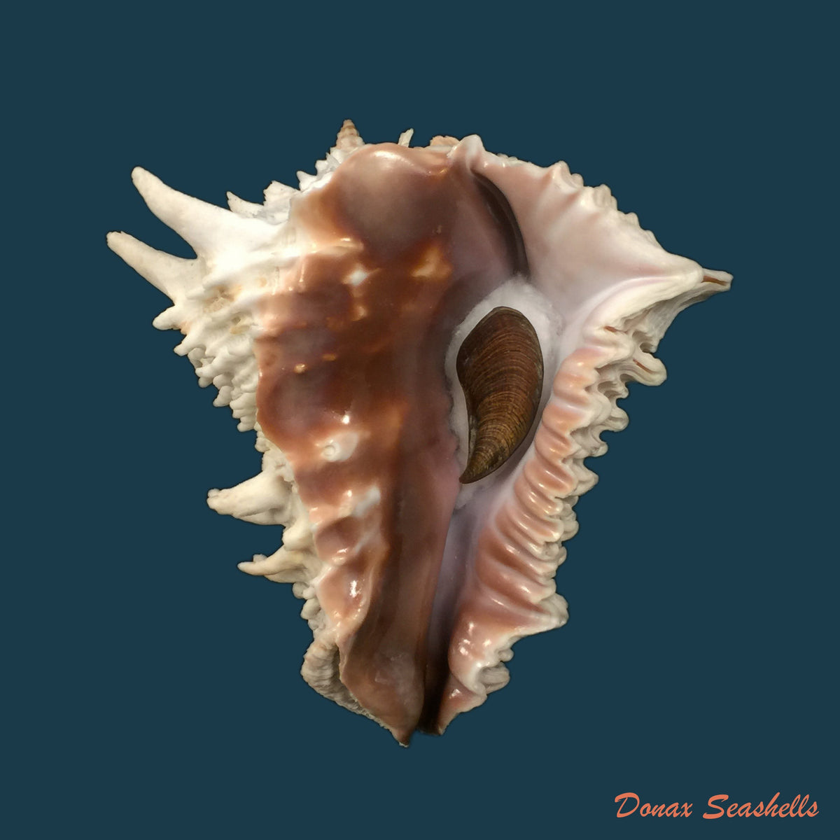 copia-de-vasum-cassiforme-kiener-1845