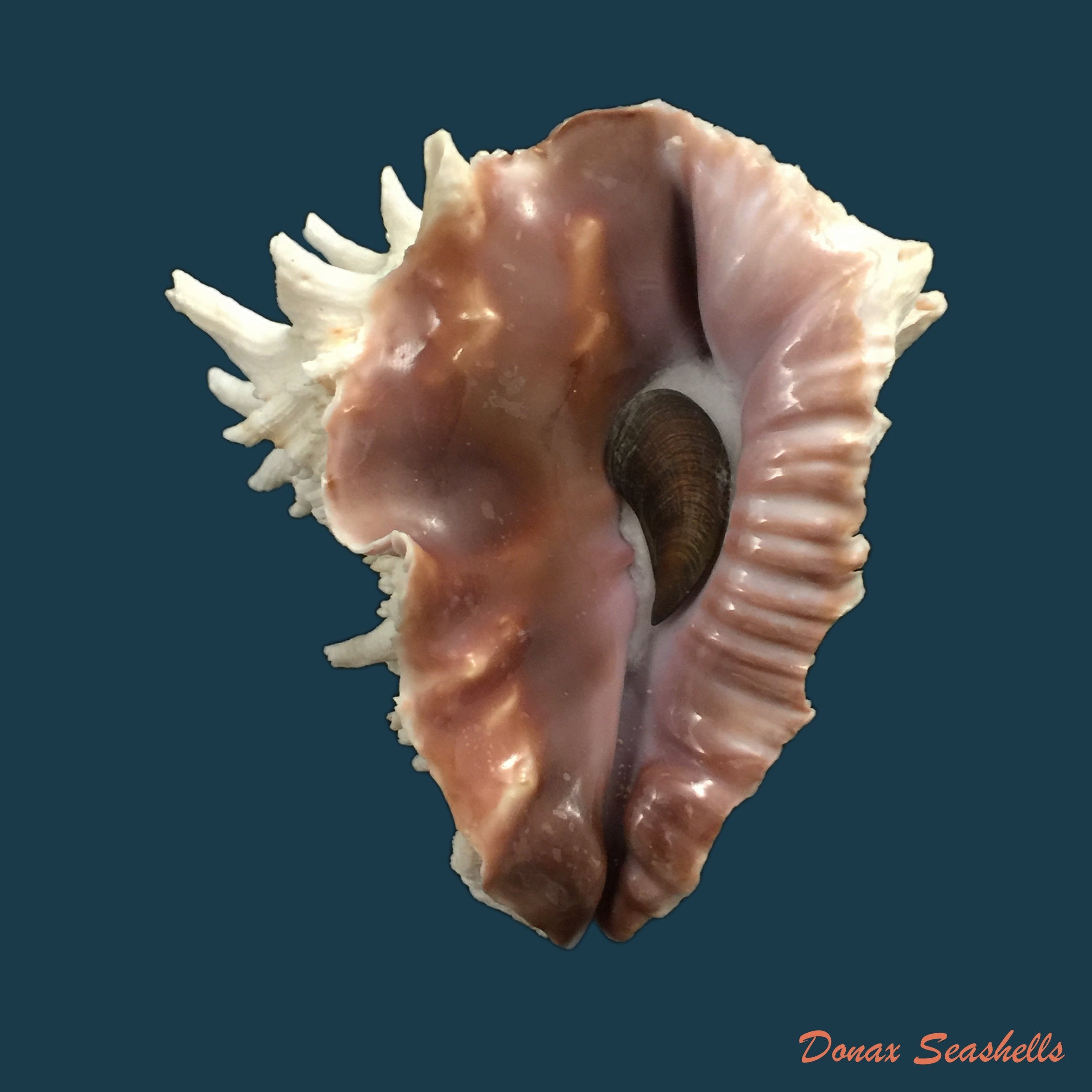 copia-de-vasum-cassiforme-kiener-1846