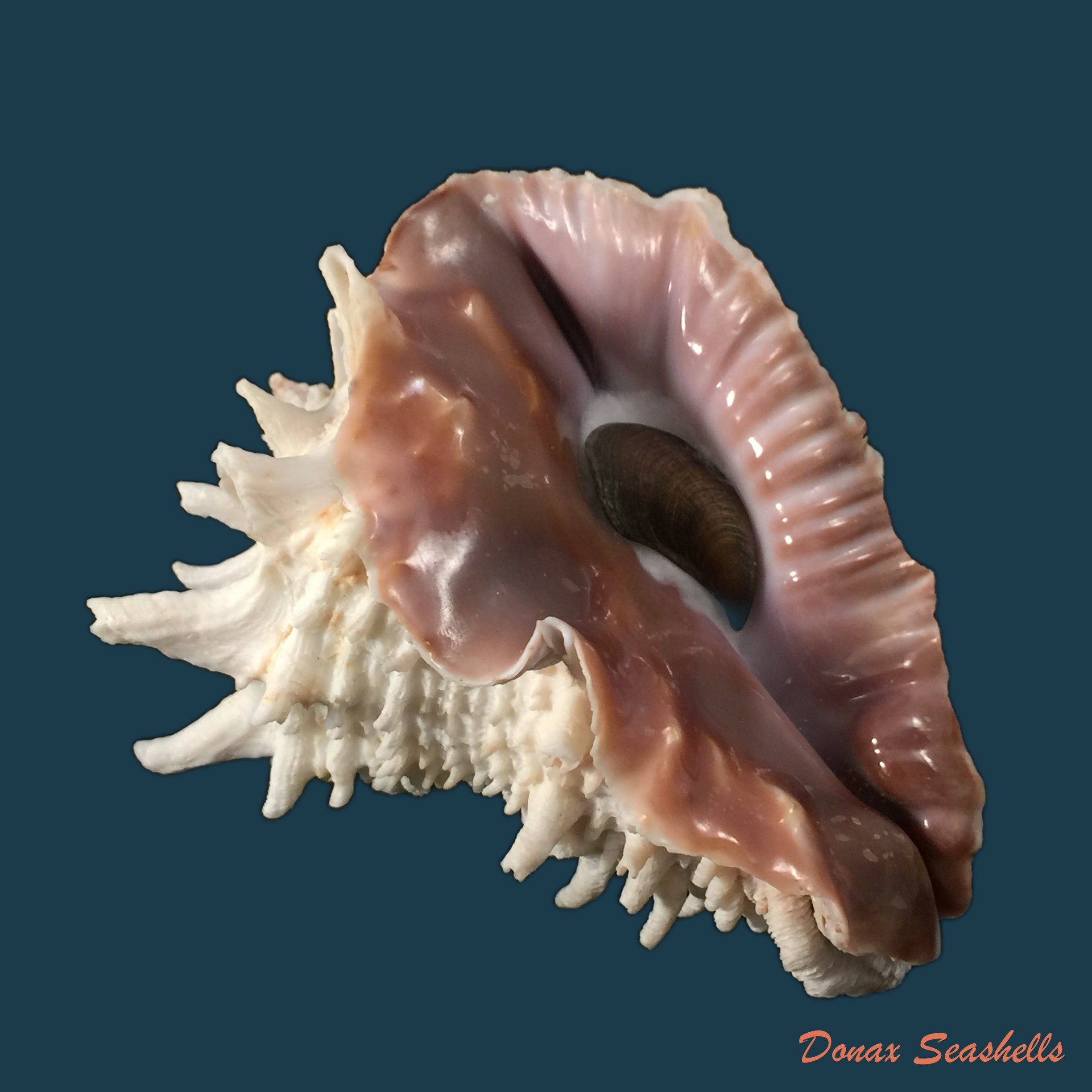 copia-de-vasum-cassiforme-kiener-1846