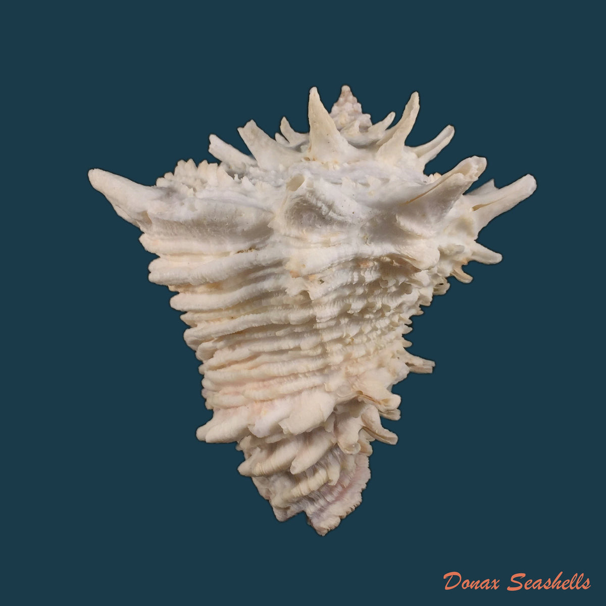 copia-de-vasum-cassiforme-kiener-1846