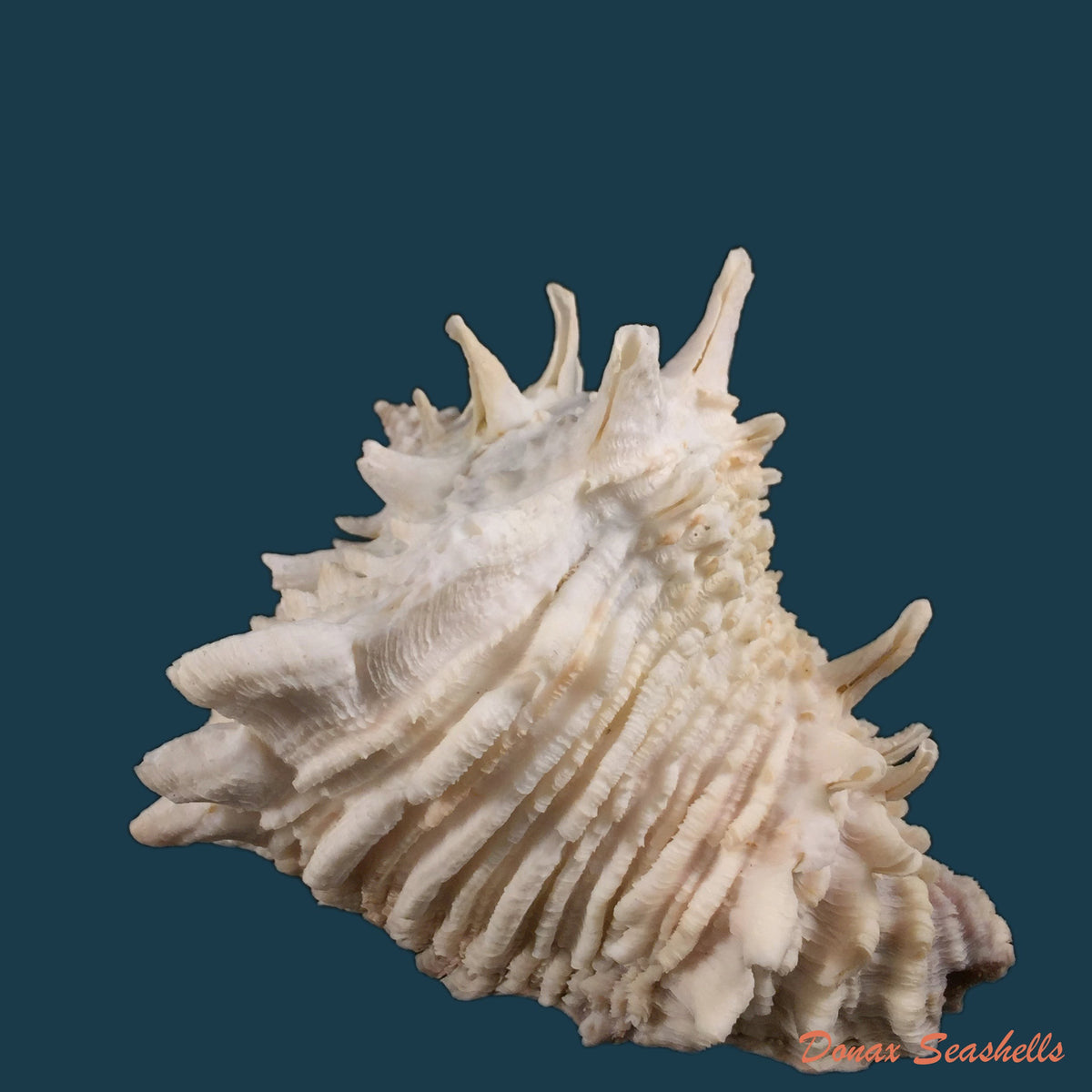 copia-de-vasum-cassiforme-kiener-1846