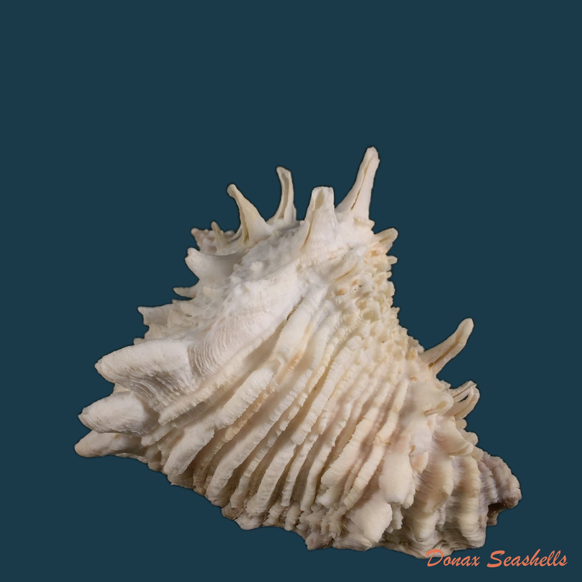copia-de-vasum-cassiforme-kiener-1846