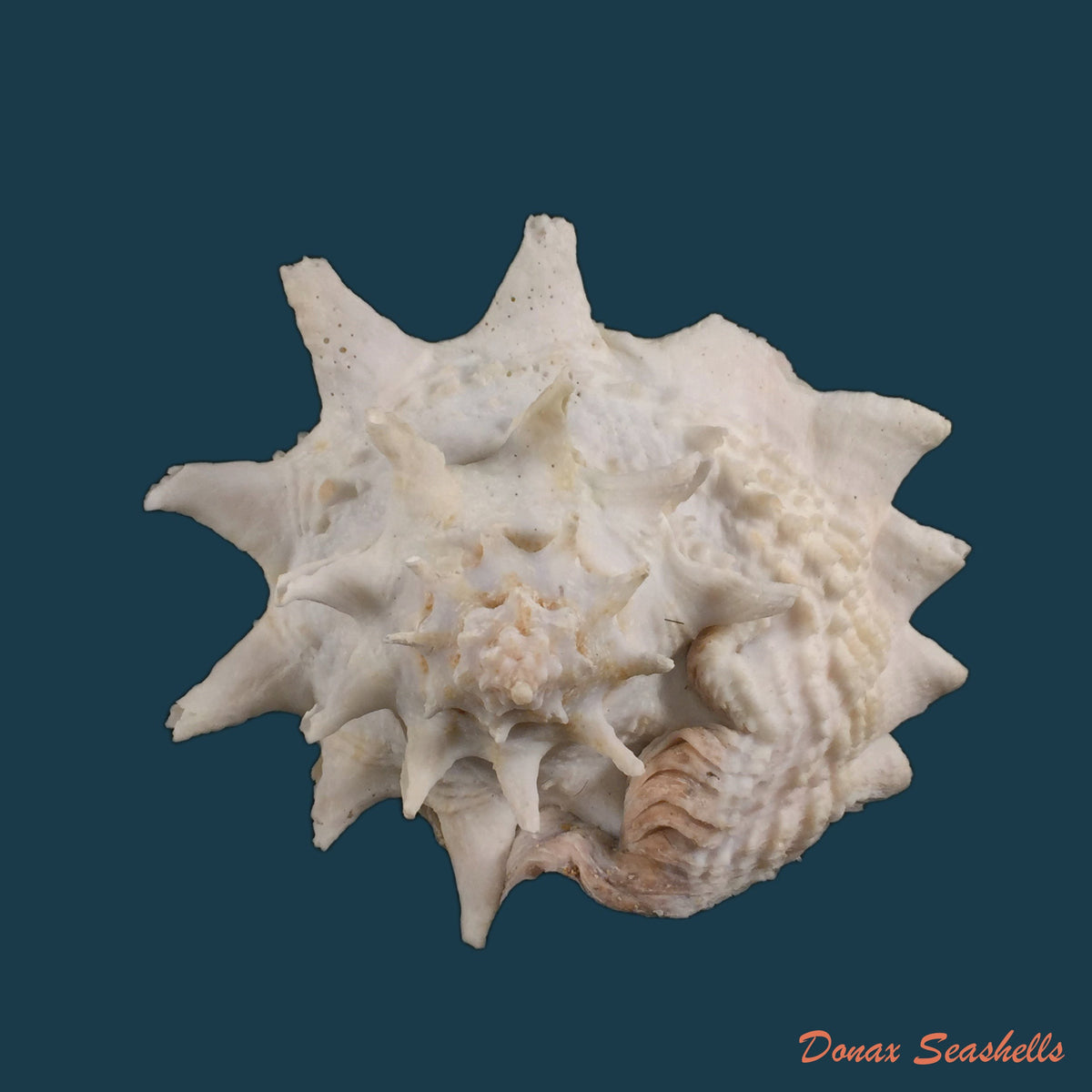 copia-de-vasum-cassiforme-kiener-1846