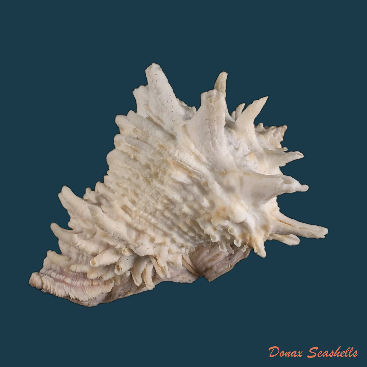 copia-de-vasum-cassiforme-kiener-1846