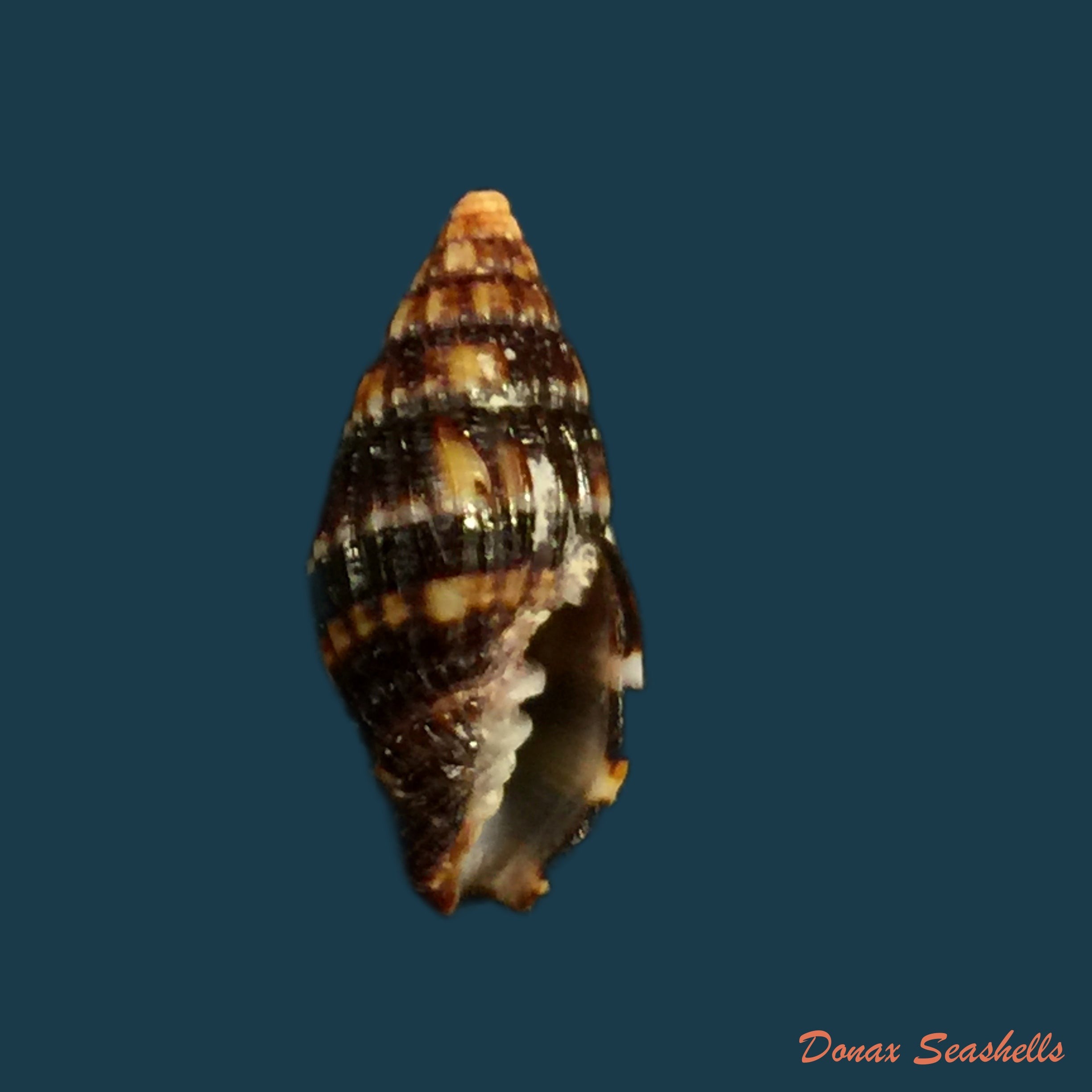 copia-de-vexillum-albocinctum-c-b-adams-1845-14-7mm