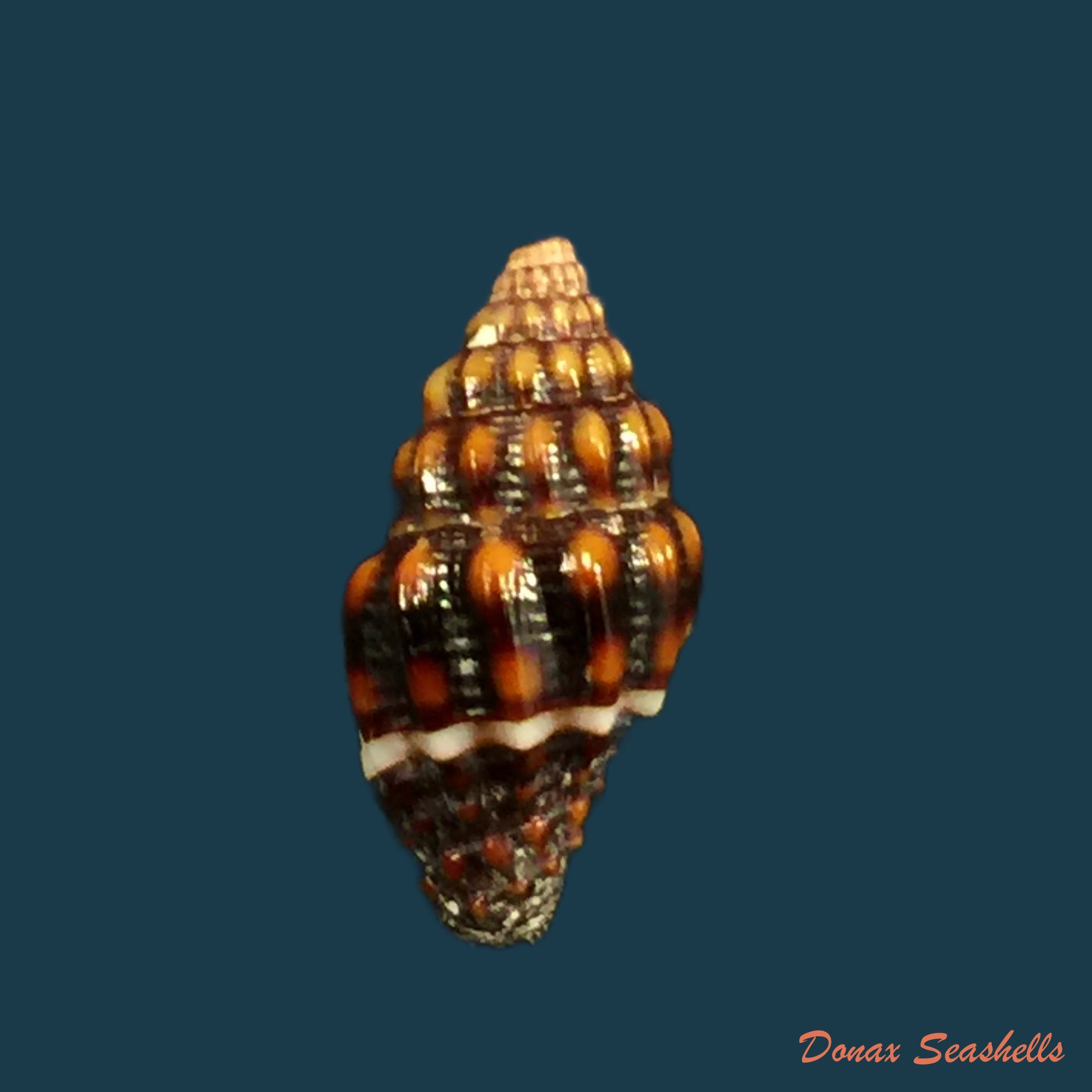 copia-de-vexillum-albocinctum-c-b-adams-1845-15-8mm