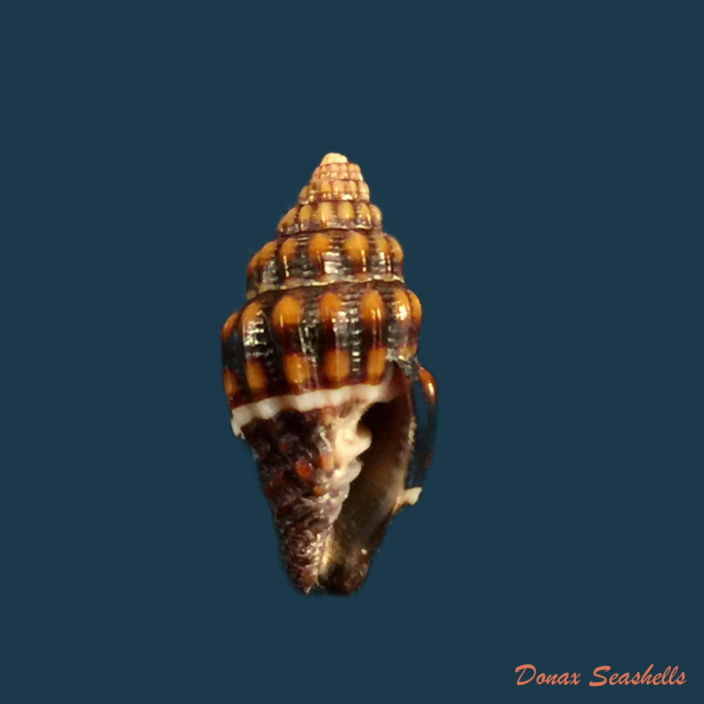 copia-de-vexillum-albocinctum-c-b-adams-1845-15-8mm