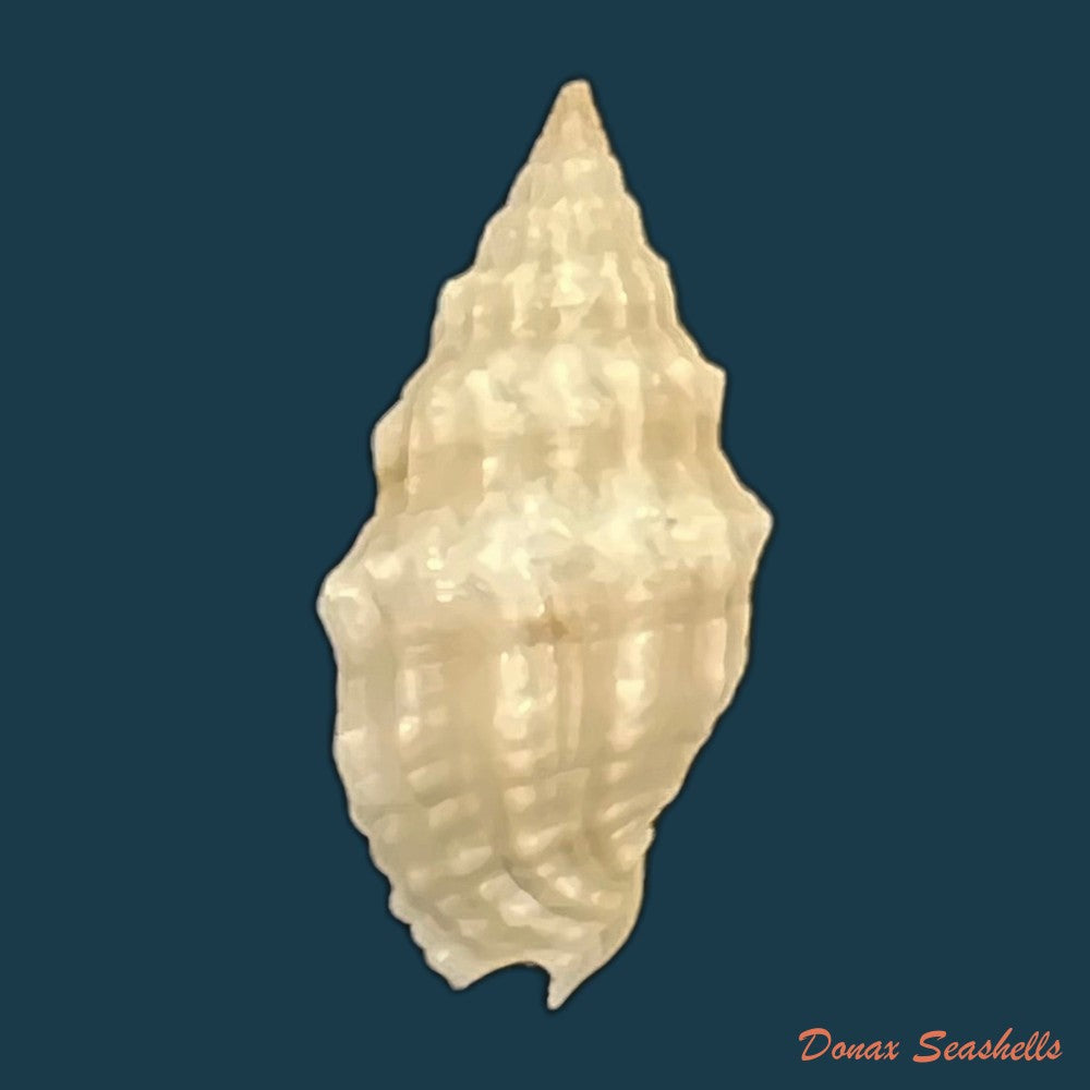 copia-de-vexillum-cadaverosum-reeve-1844-13-7mm