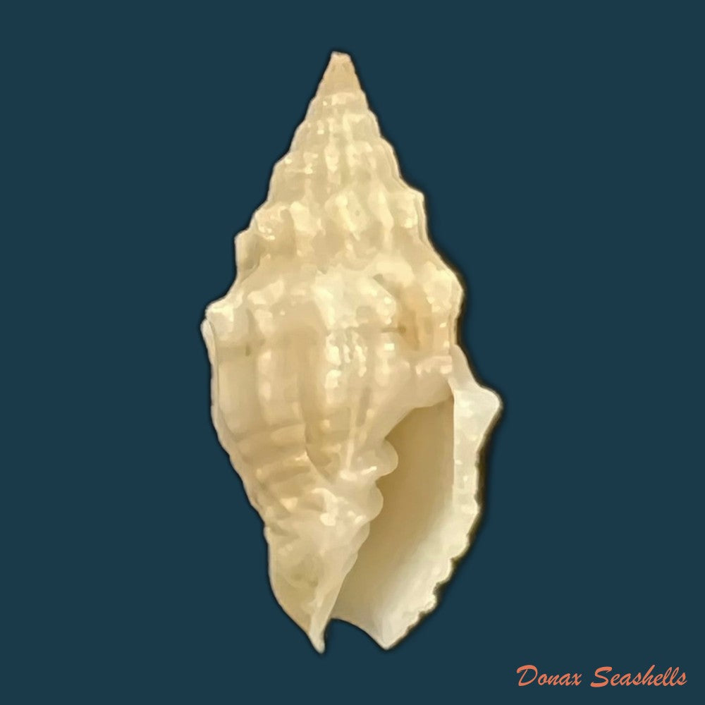 copia-de-vexillum-cadaverosum-reeve-1844-13-7mm