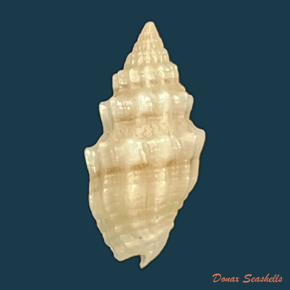 copia-de-vexillum-cadaverosum-reeve-1844-16-6mm-2