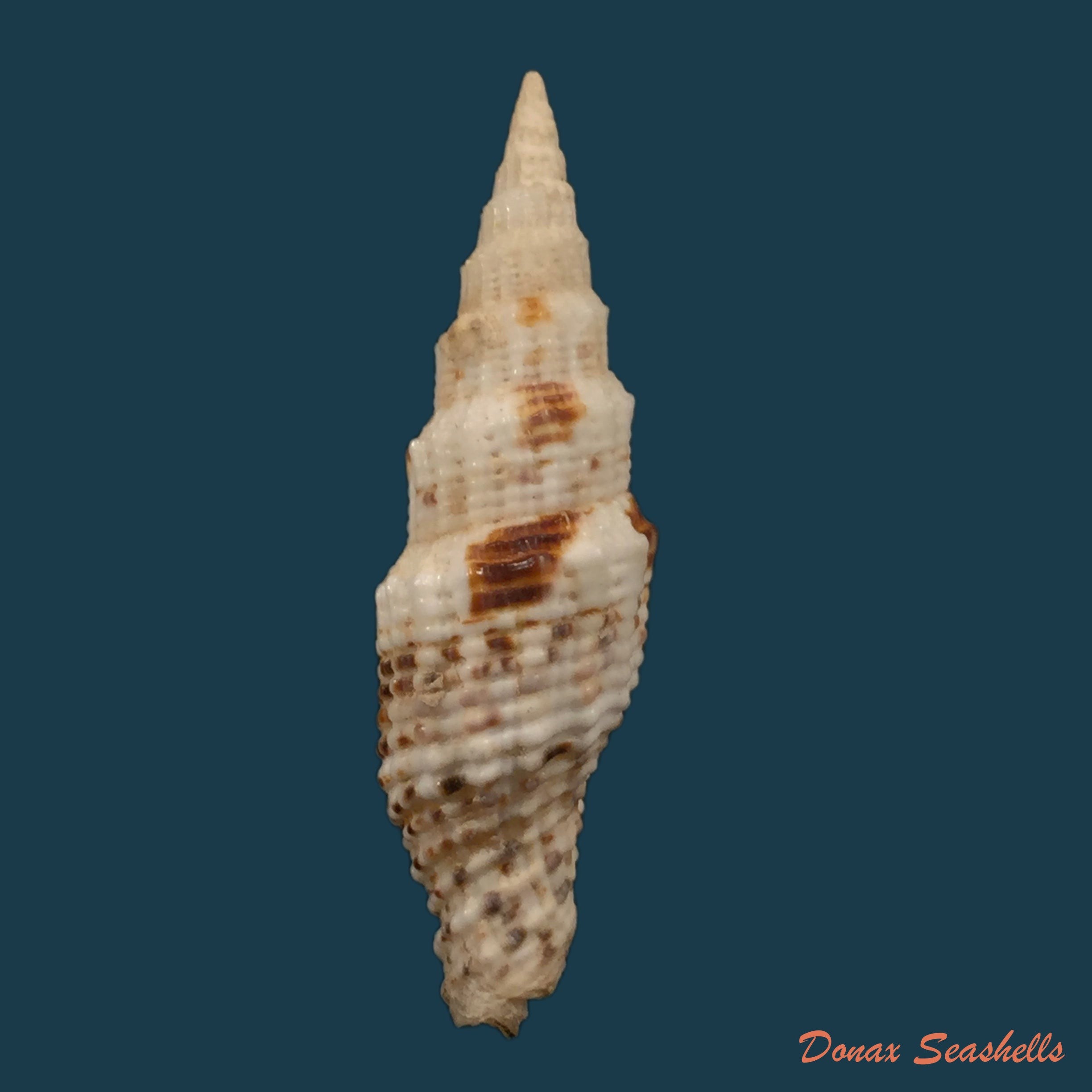 copia-de-vexillum-cadaverosum-reeve-1844-16-6mm