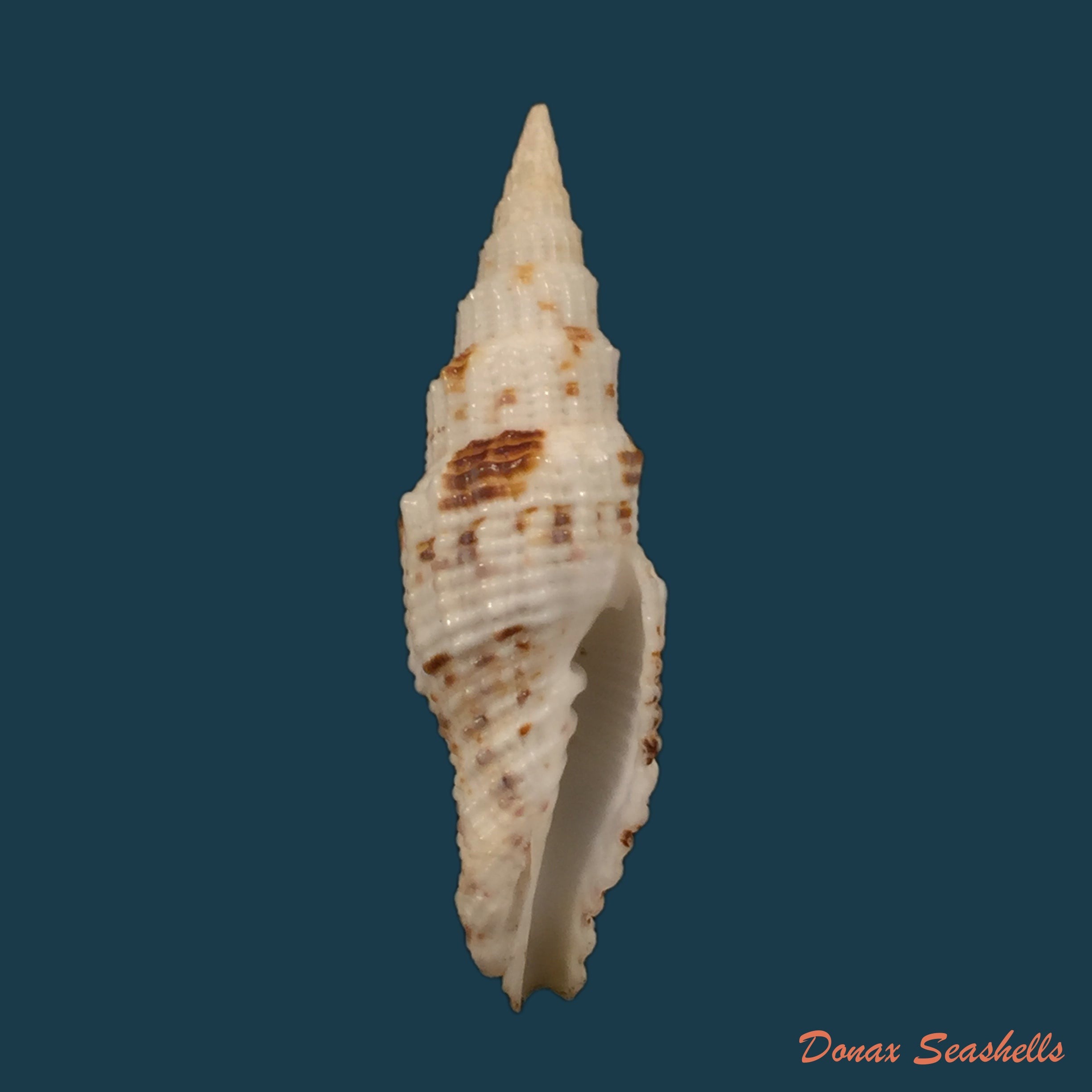 copia-de-vexillum-cadaverosum-reeve-1844-16-6mm