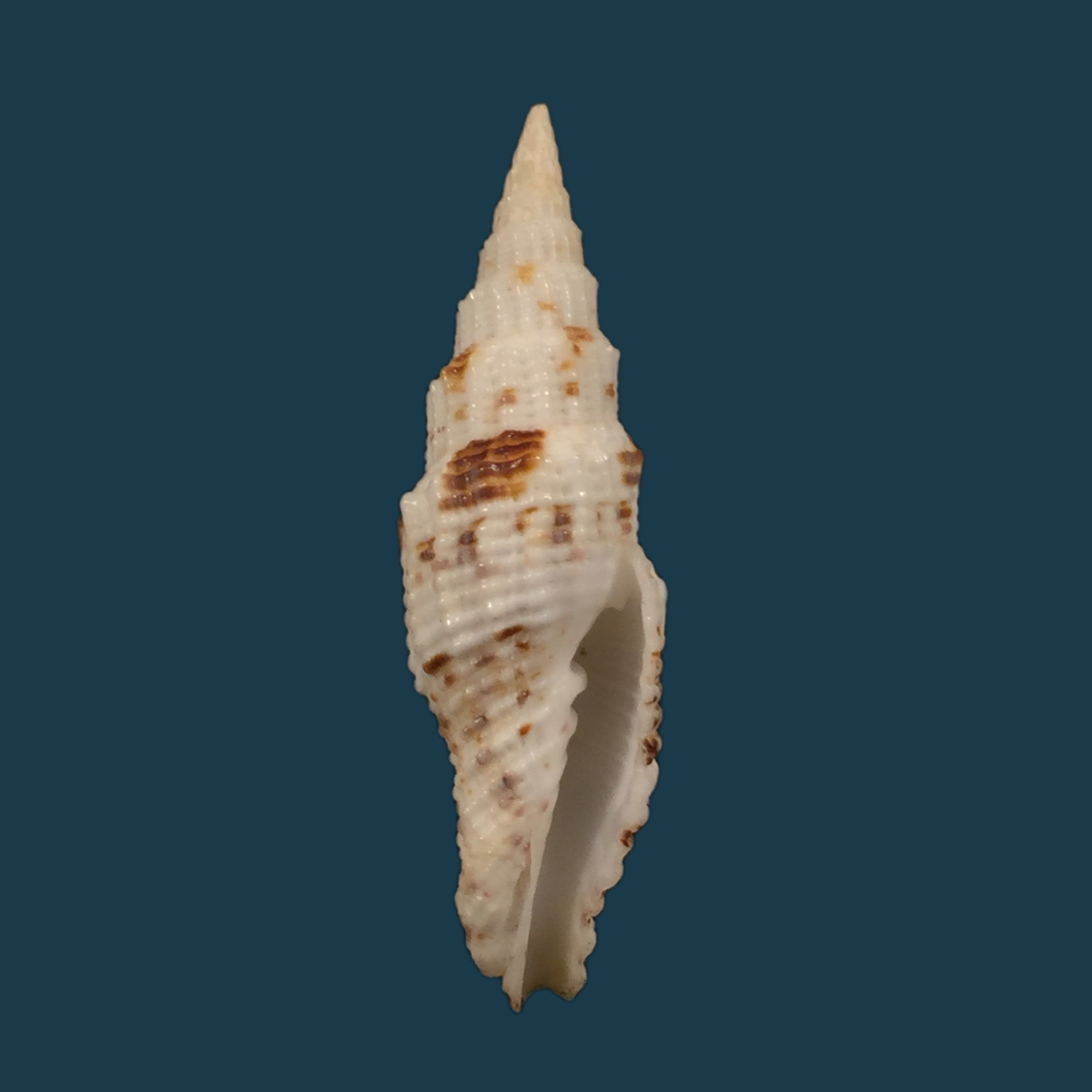 Vexillum mirabile (A. Adams, 1853) - 48,4mm