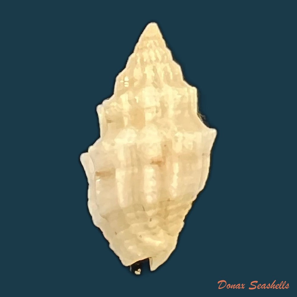 copia-de-vexillum-cadaverosum-reeve-1844-16mm-1