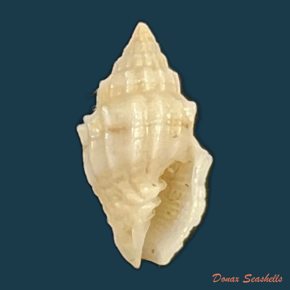 copia-de-vexillum-cadaverosum-reeve-1844-16mm-1