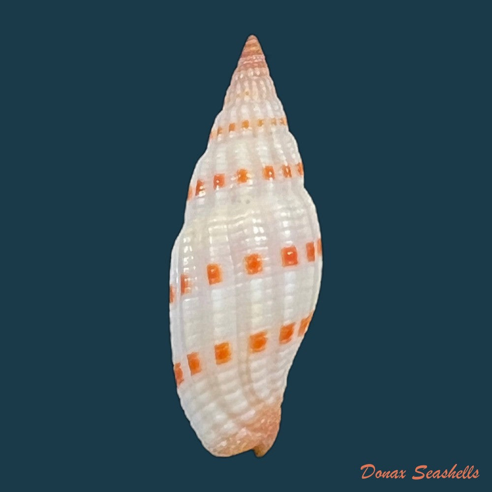 copia-de-vexillum-cancellarioides-anton-1838-13-9mm