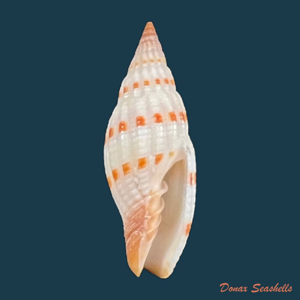 copia-de-vexillum-cancellarioides-anton-1838-13-9mm