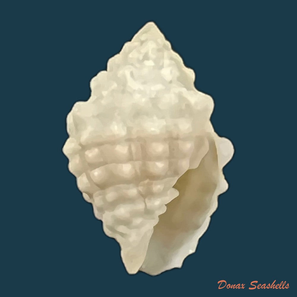 copia-de-vexillum-cancellarioides-anton-1838-14-6mm
