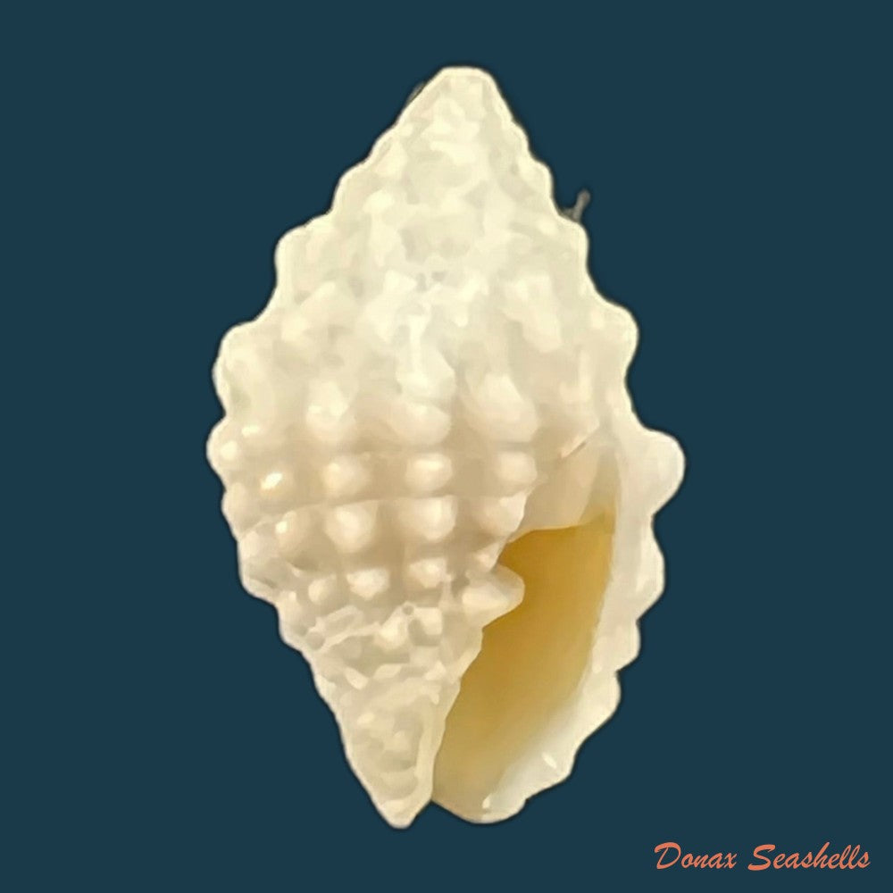 copia-de-vexillum-cancellaroides-anton-1839-13-3mm