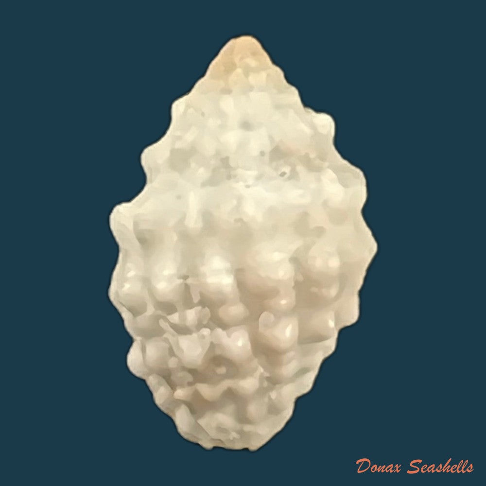 copia-de-vexillum-cancellaroides-anton-1839-14-8mm