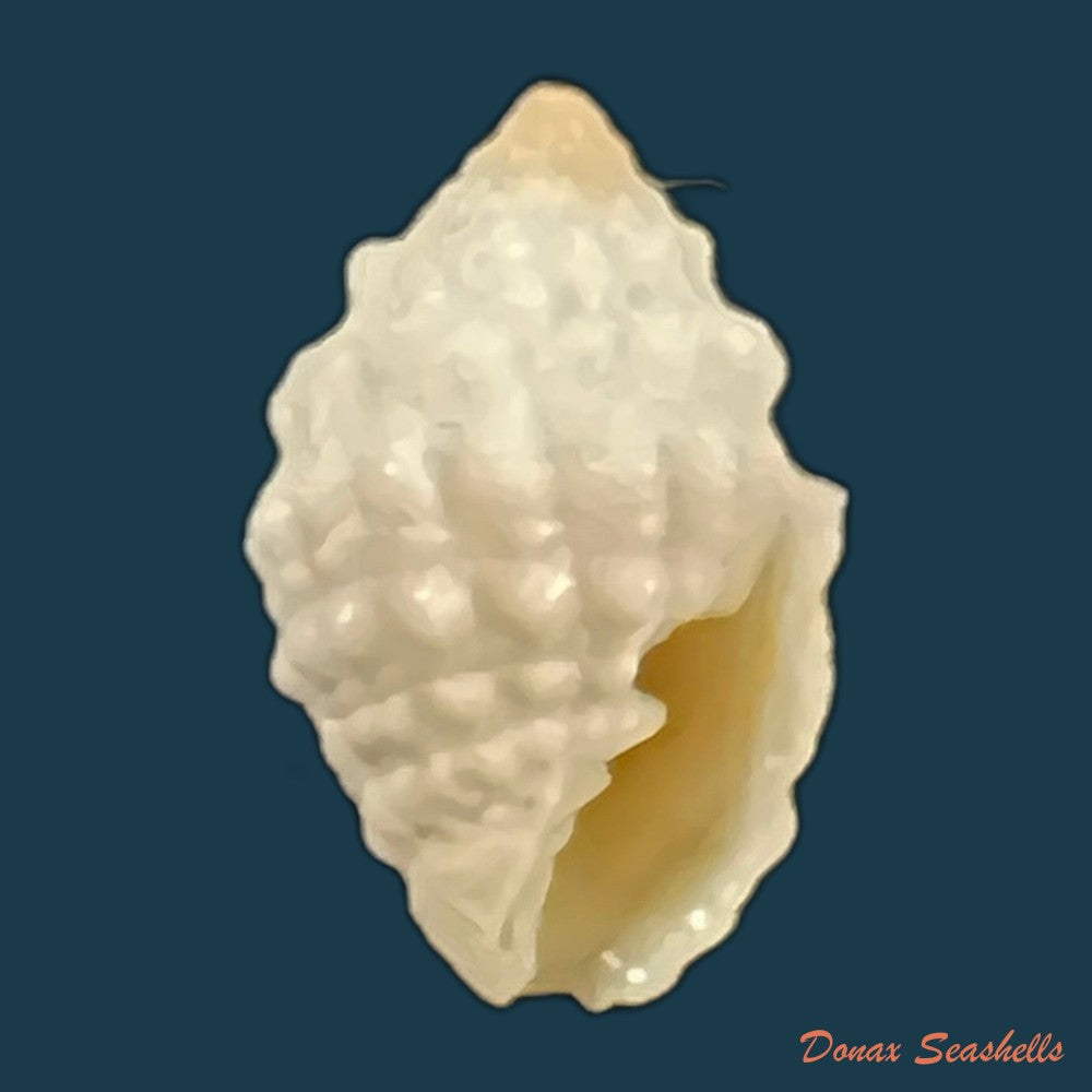copia-de-vexillum-cancellaroides-anton-1839-14-8mm