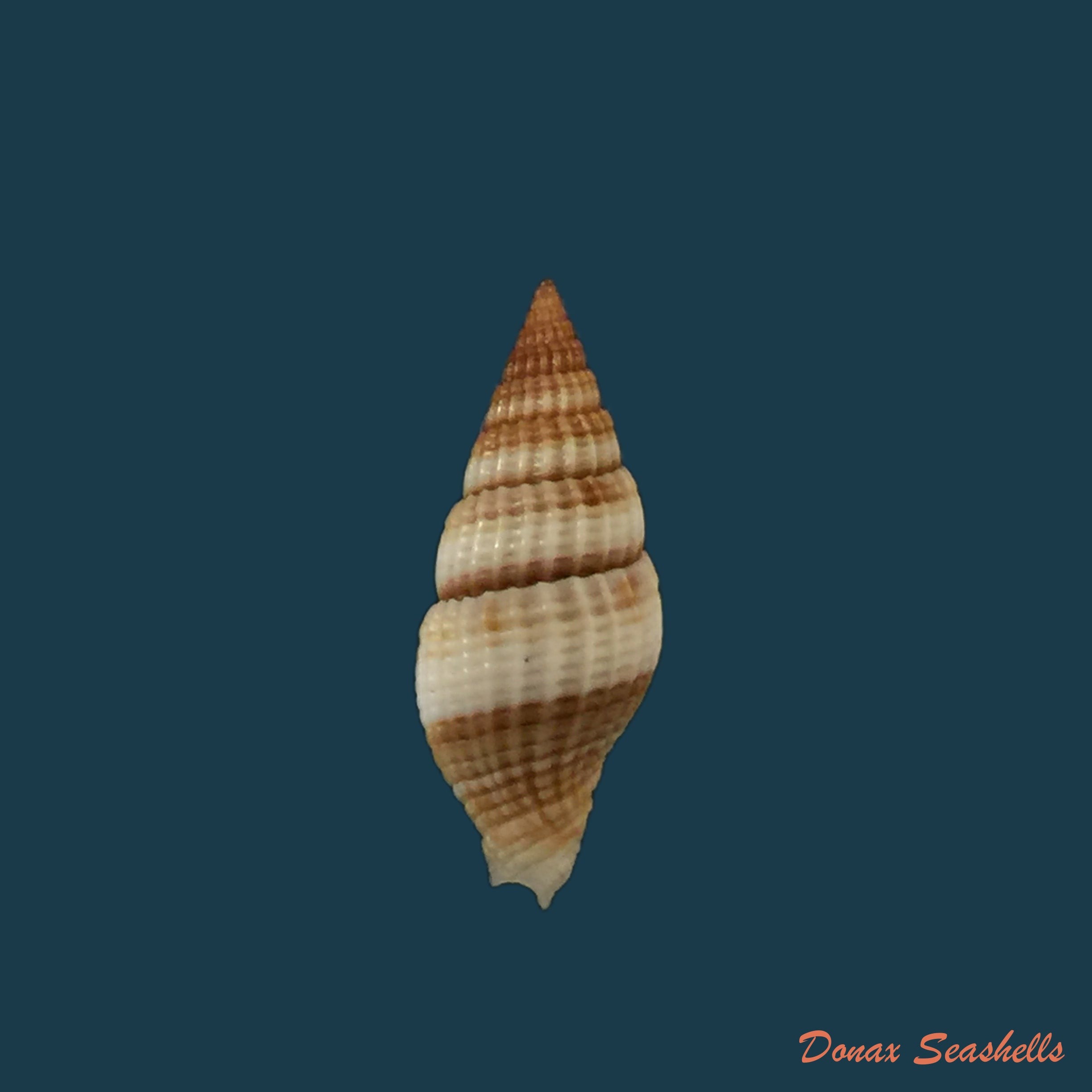 copia-de-vexillum-dermestinum-lamarck-1811-15-9mm-1