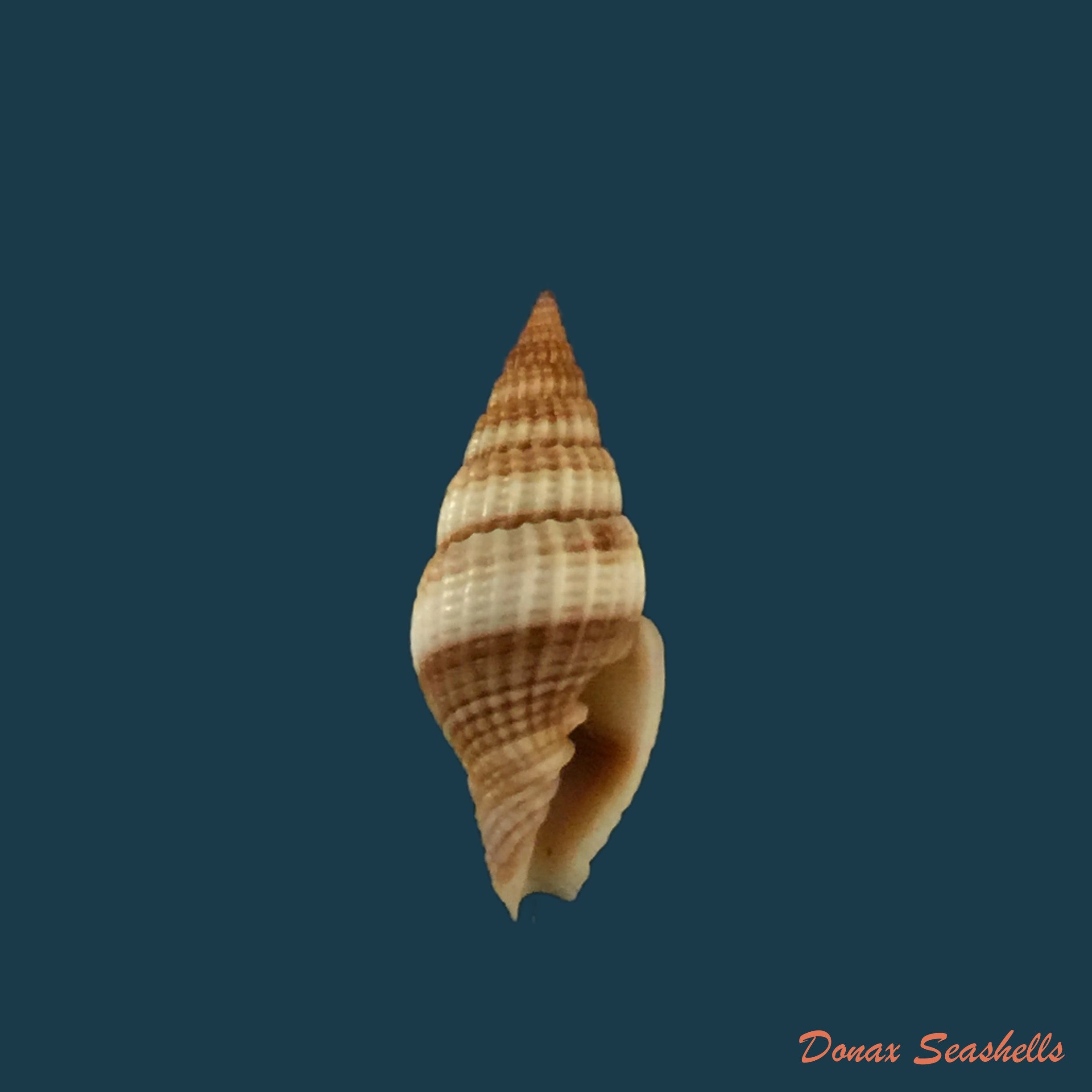 copia-de-vexillum-dermestinum-lamarck-1811-15-9mm-1