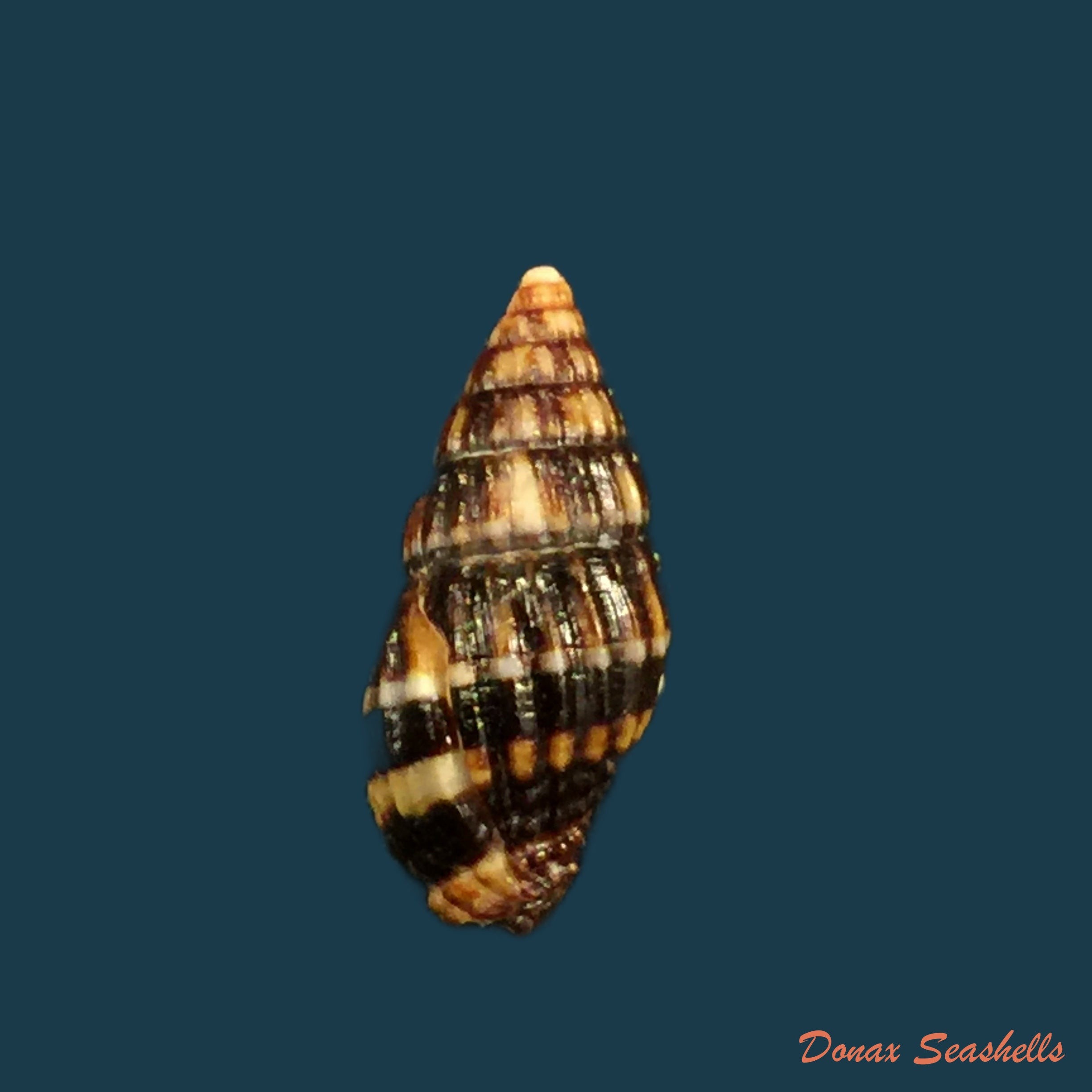 copia-de-vexillum-dermestinum-lamarck-1811-15-9mm