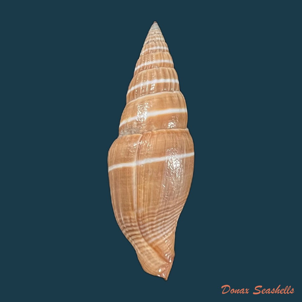 copia-de-vexillum-echinatum-a-adams-1853-18-9mm