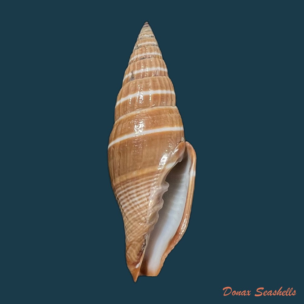 copia-de-vexillum-echinatum-a-adams-1853-18-9mm